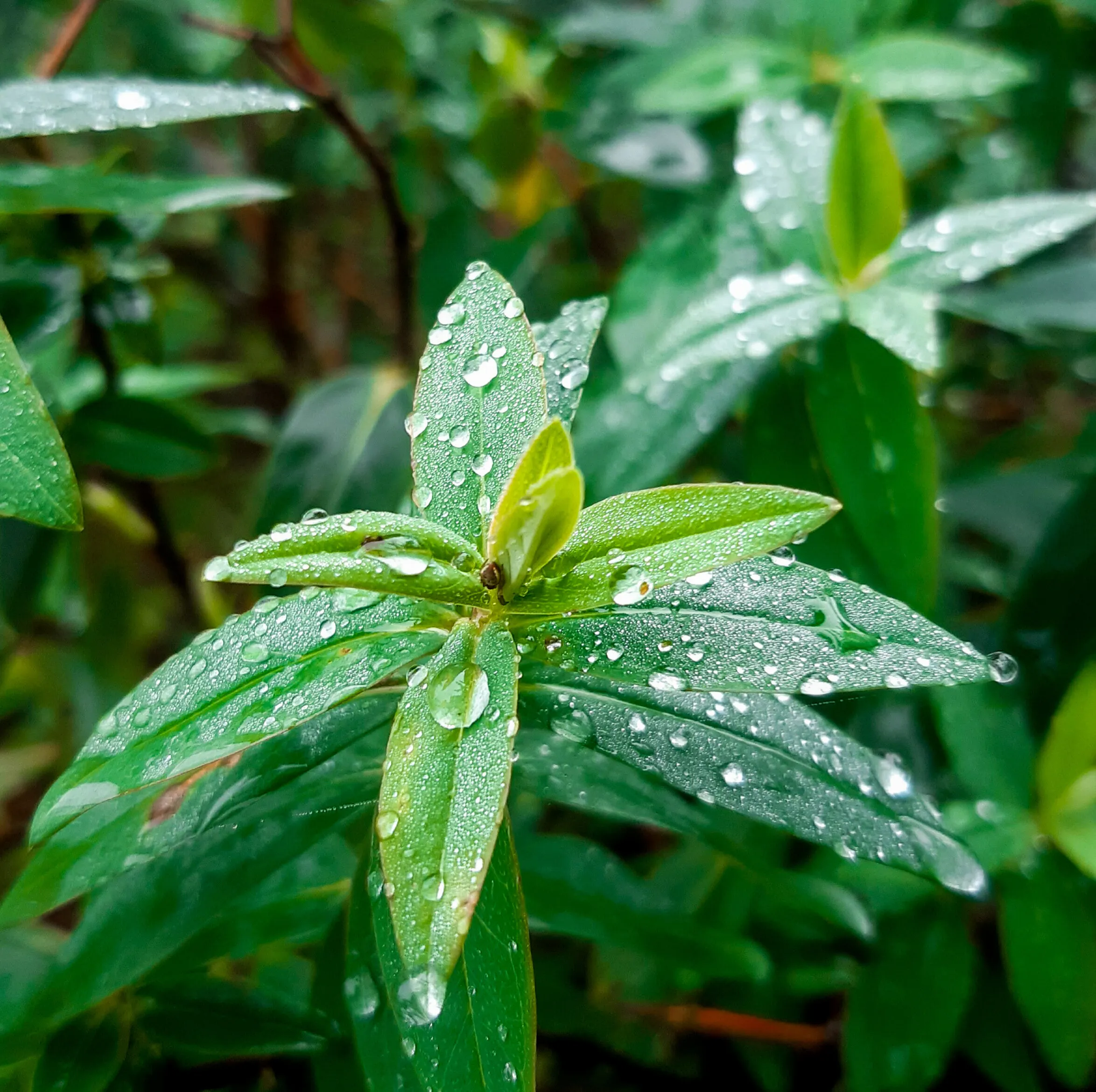 Raindrops On Leaves