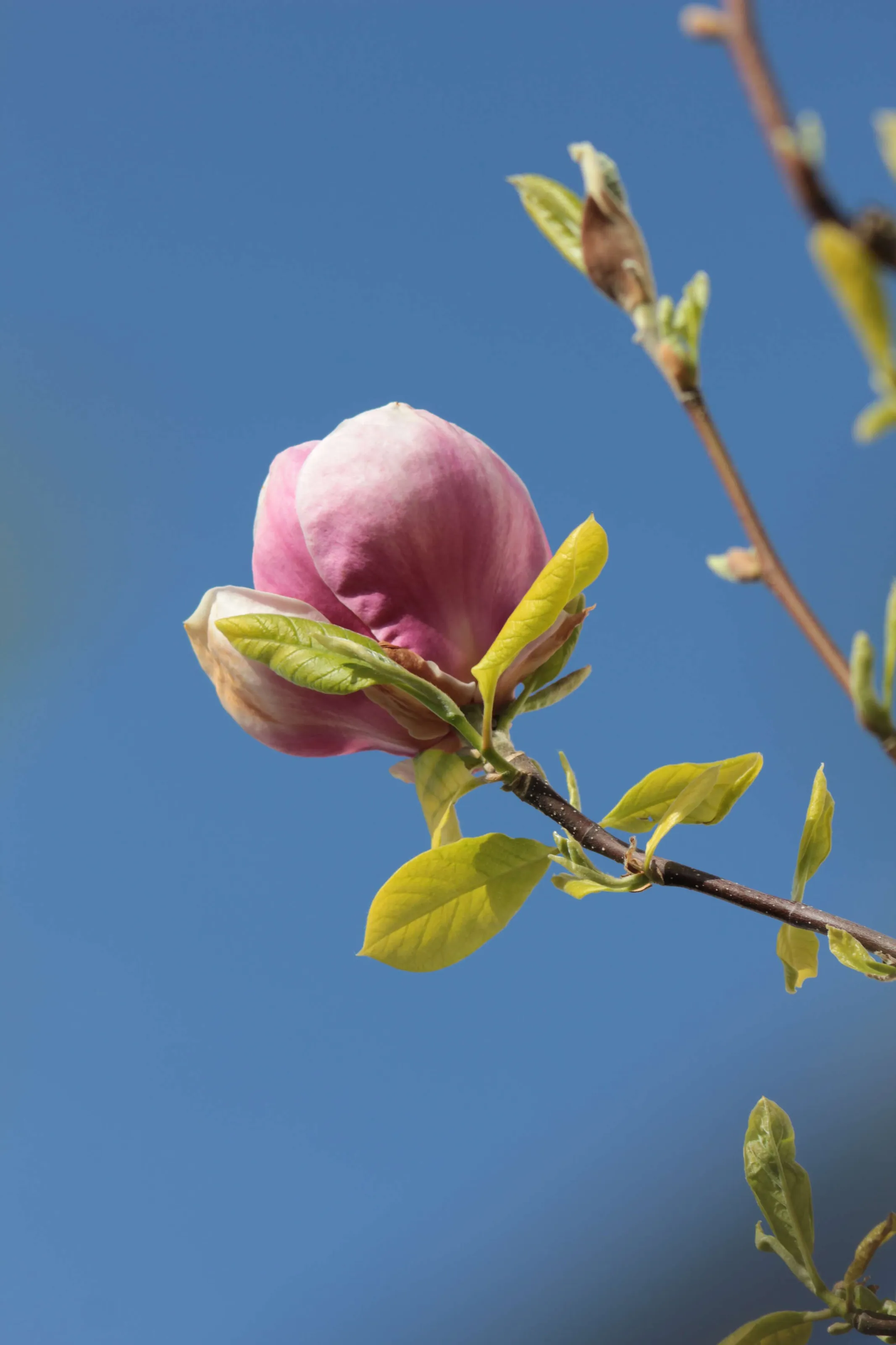 Garden Blossom