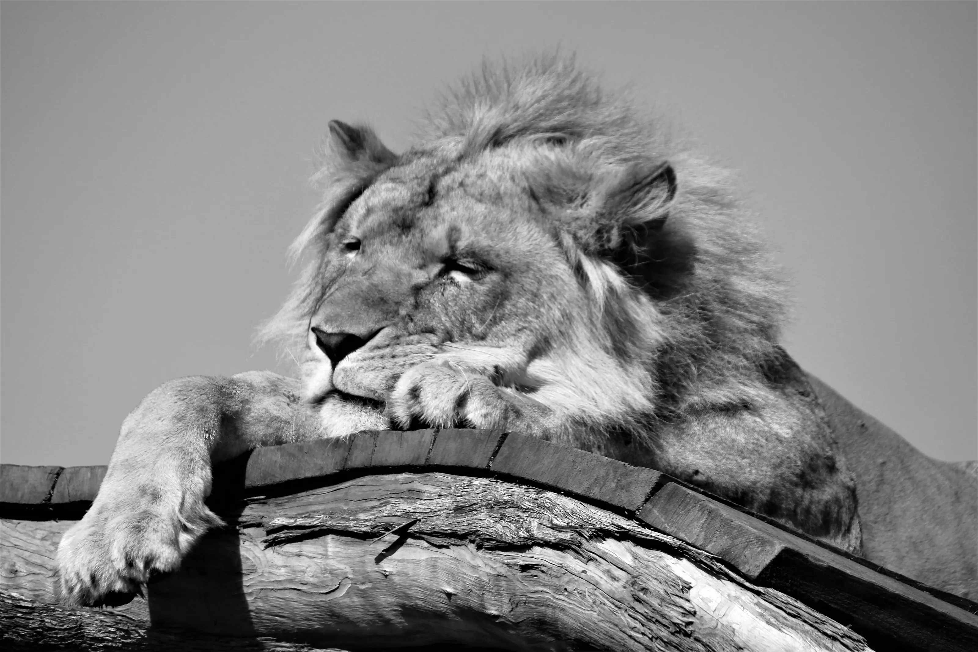 Lazy Day