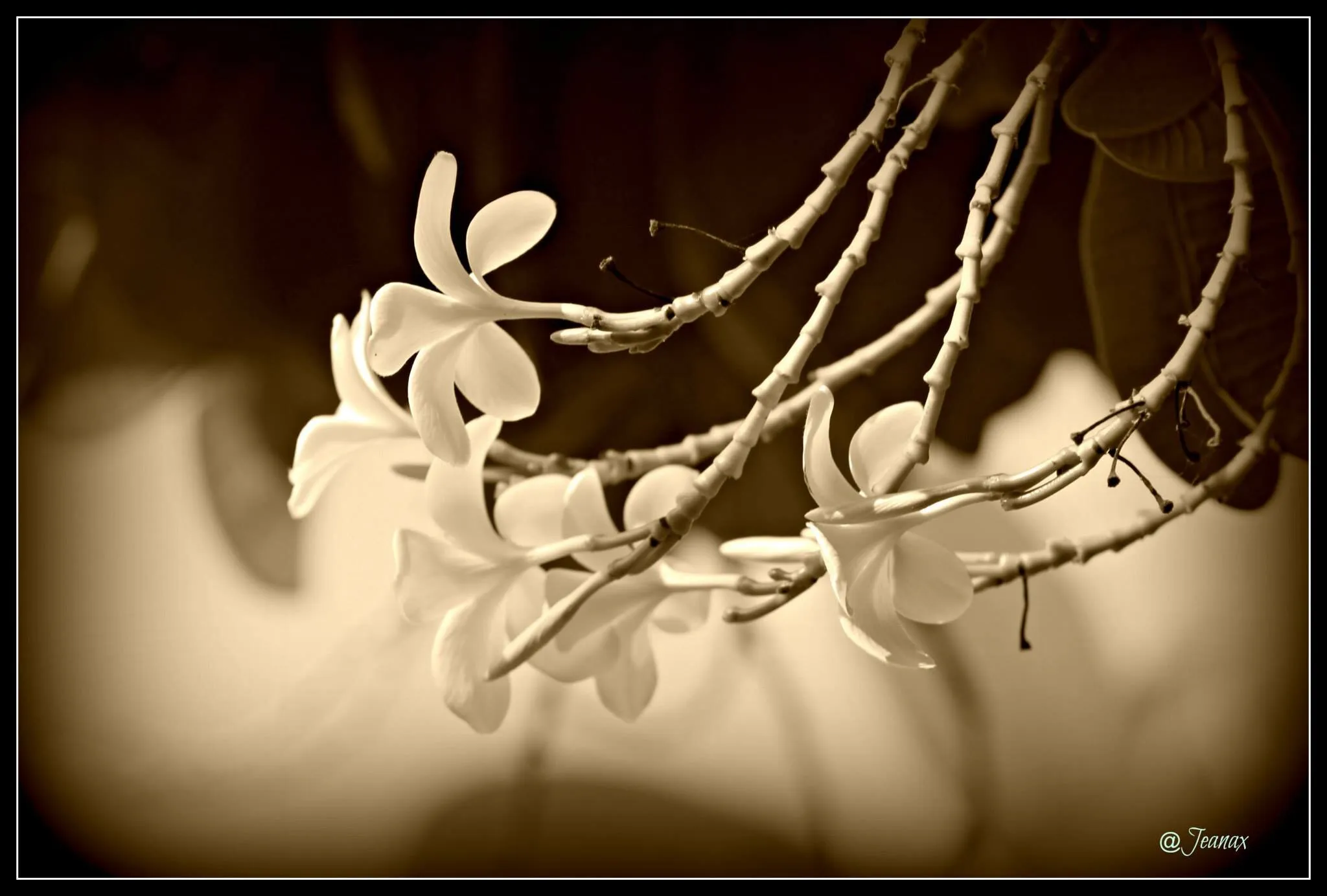 Bloom
