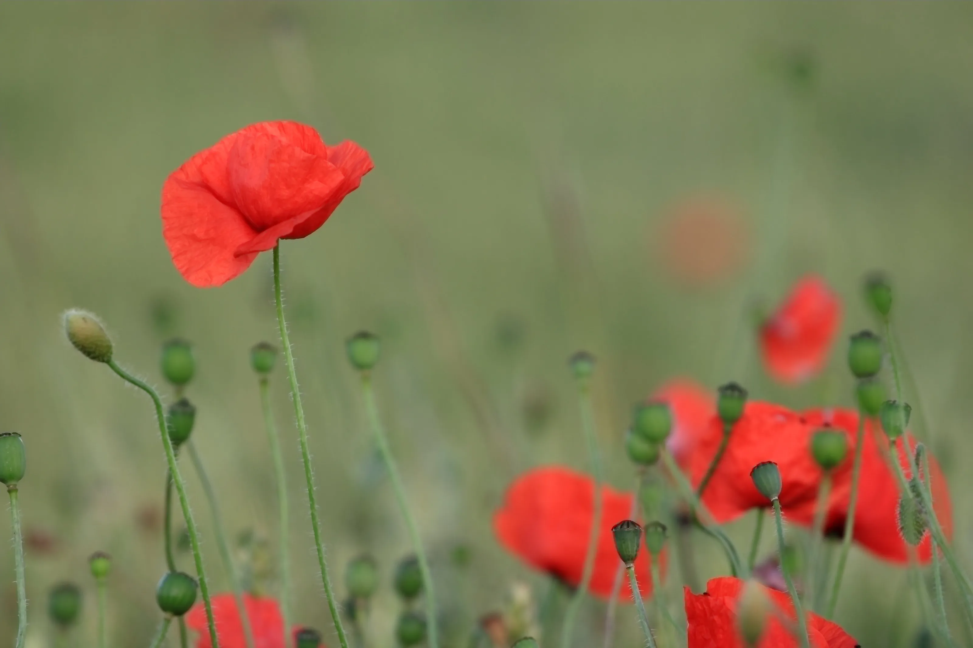 The Flowering of Poppies
