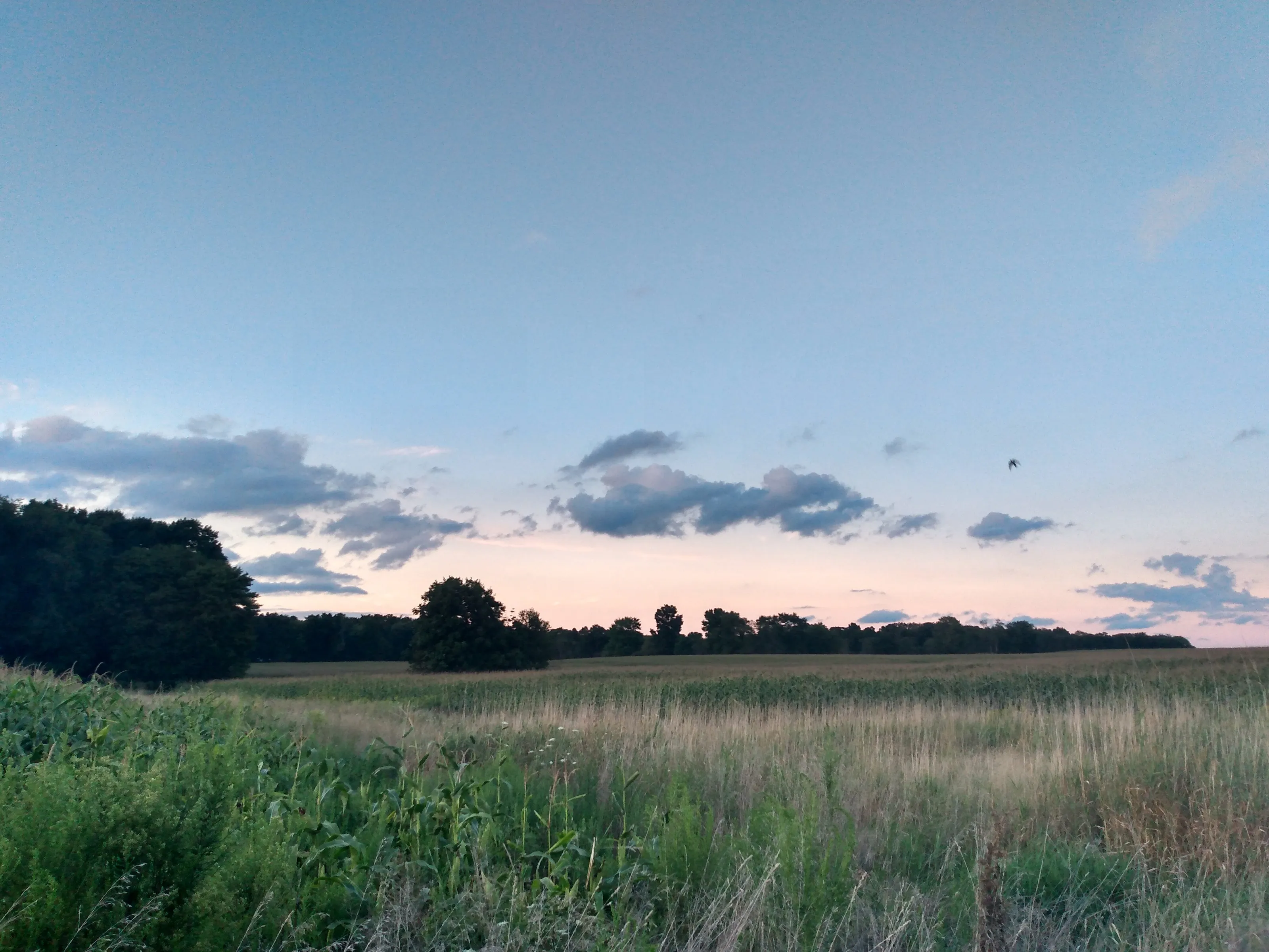 Serene