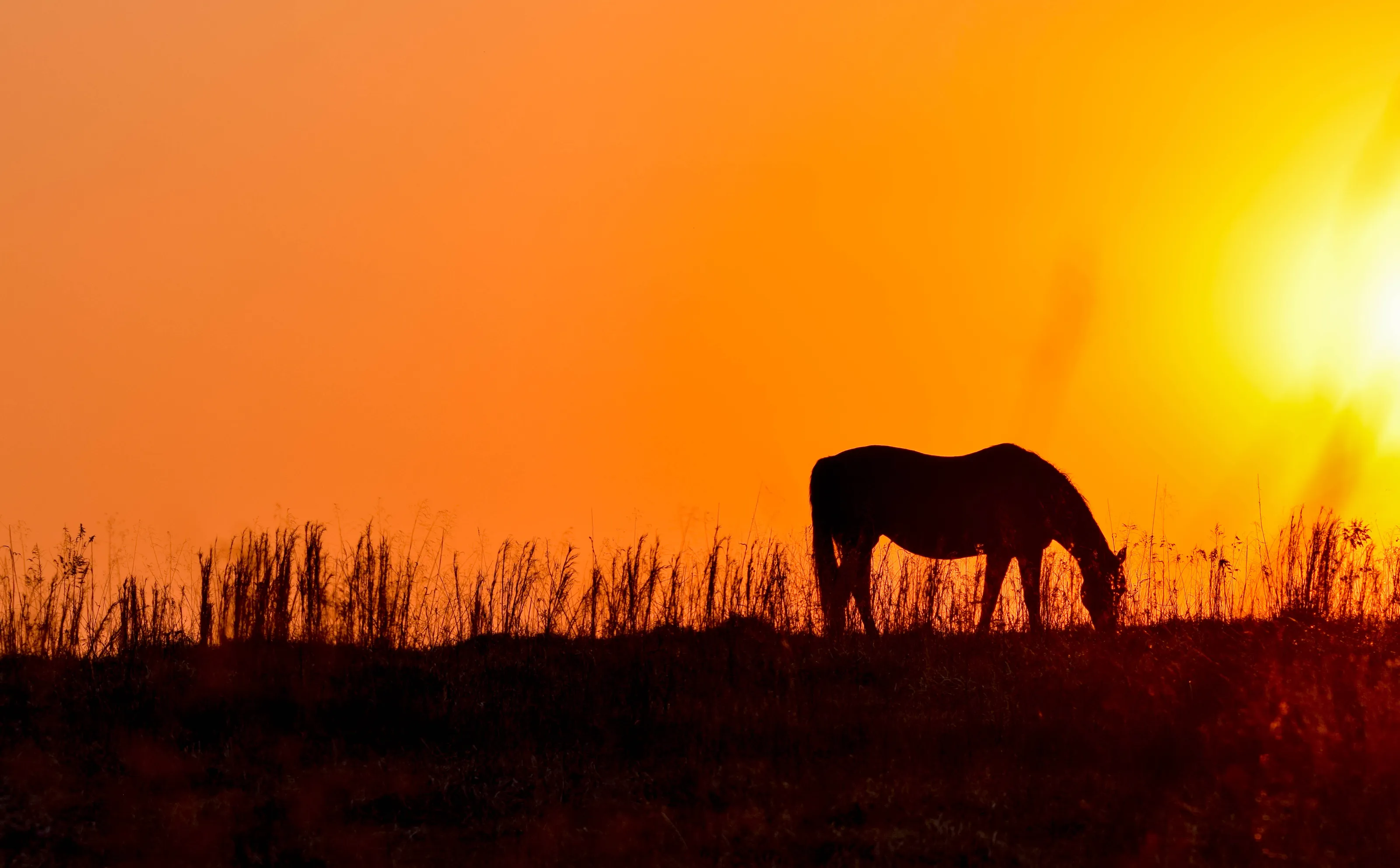 Grazing at Dusk