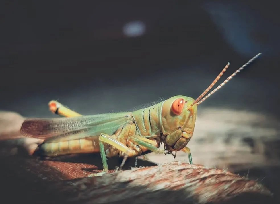 Grasshopper
