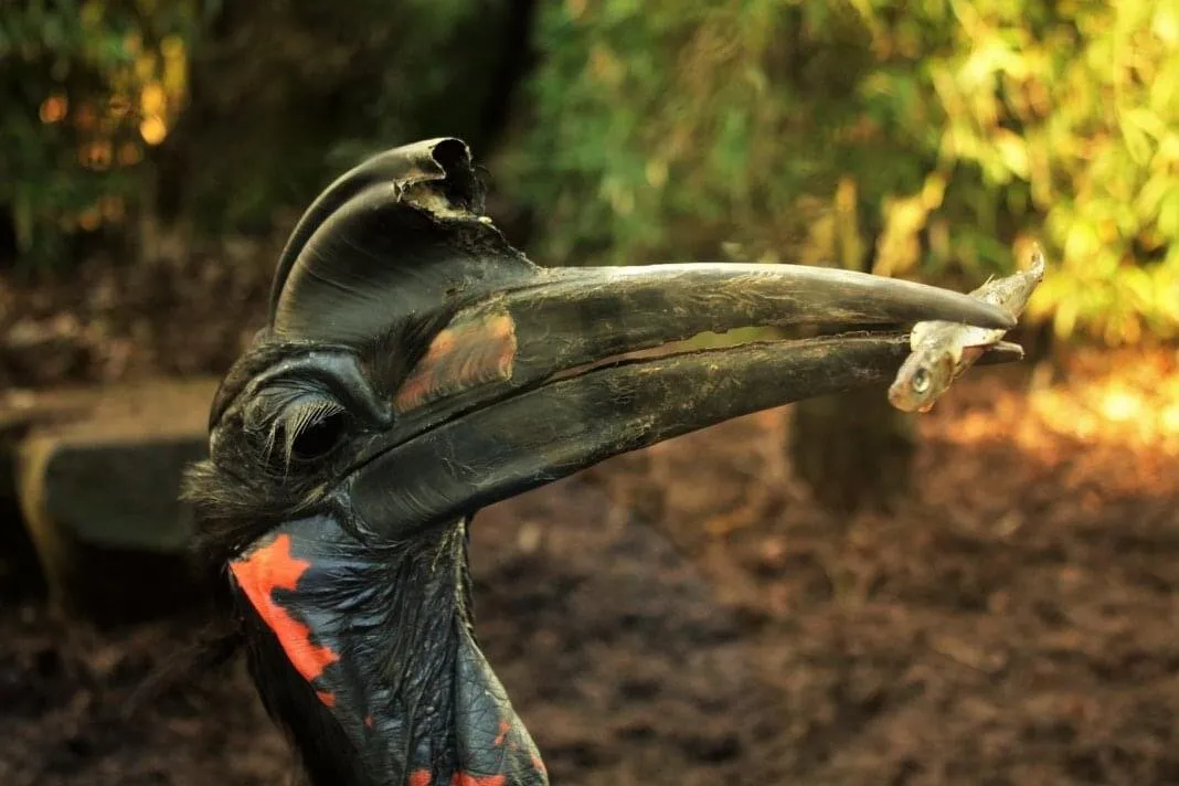 Hornbill and fish