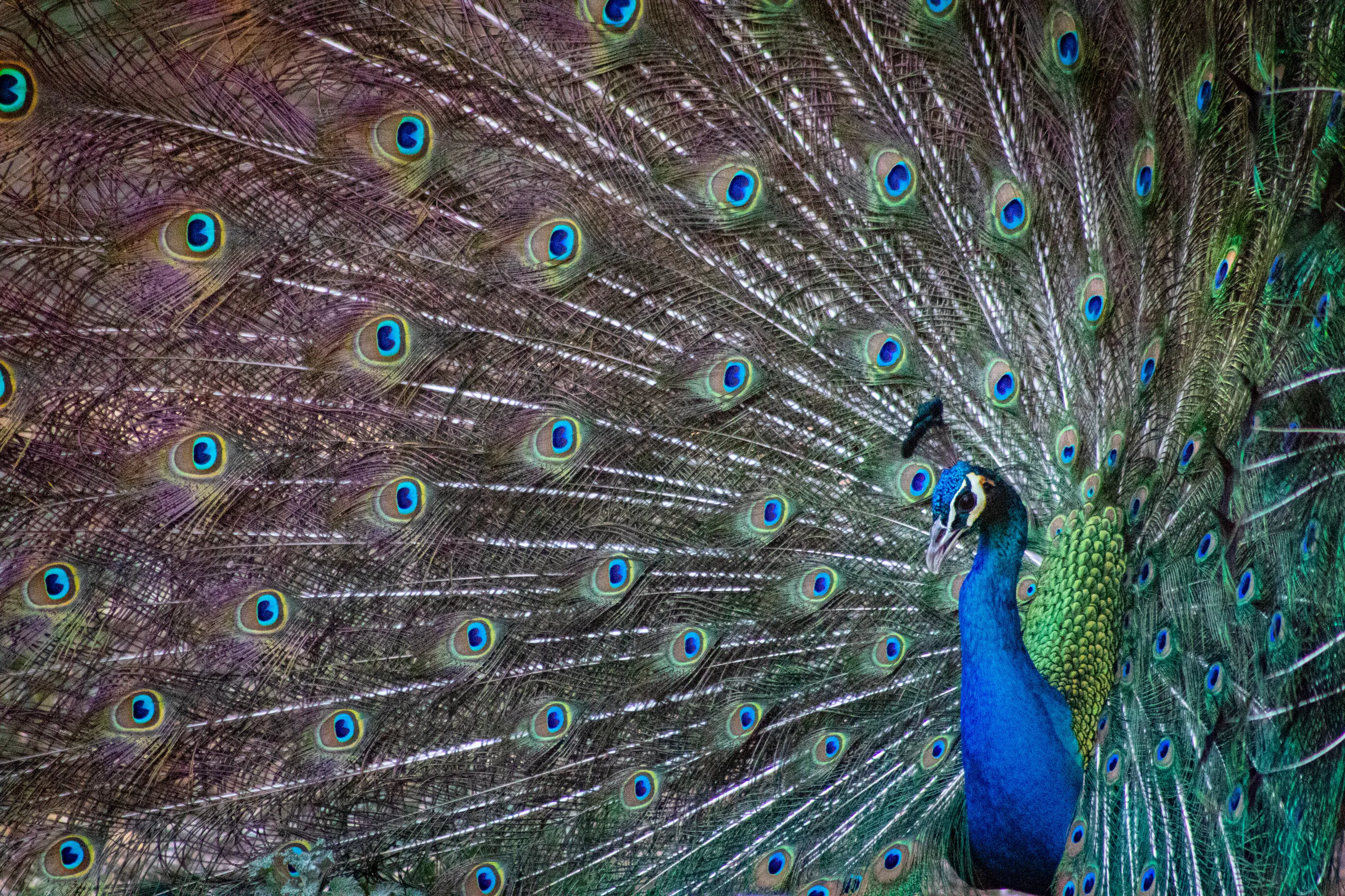 "Peacockin"
