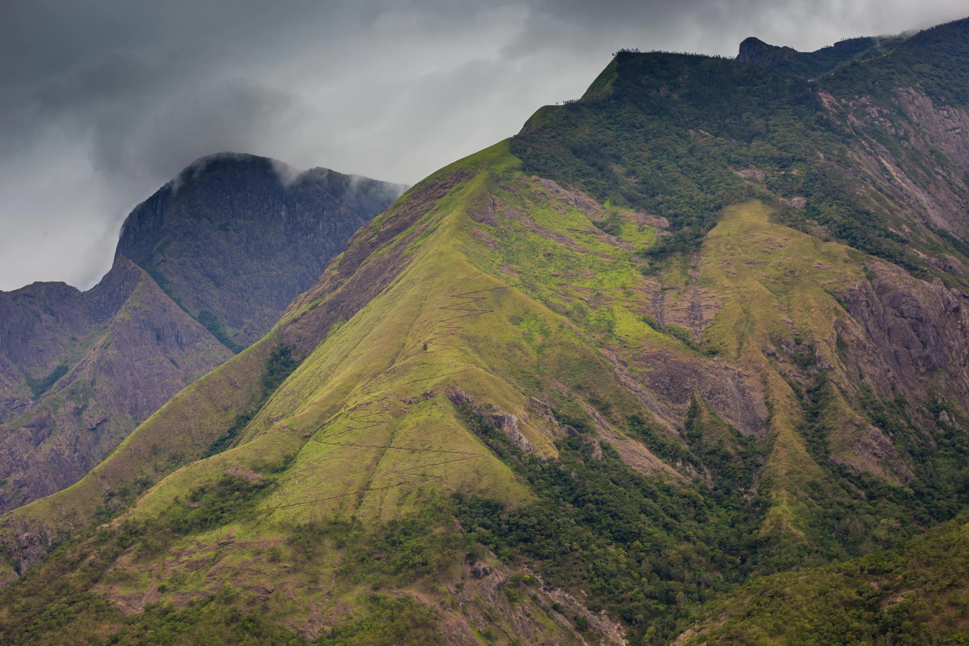 Forest - Western Ghats