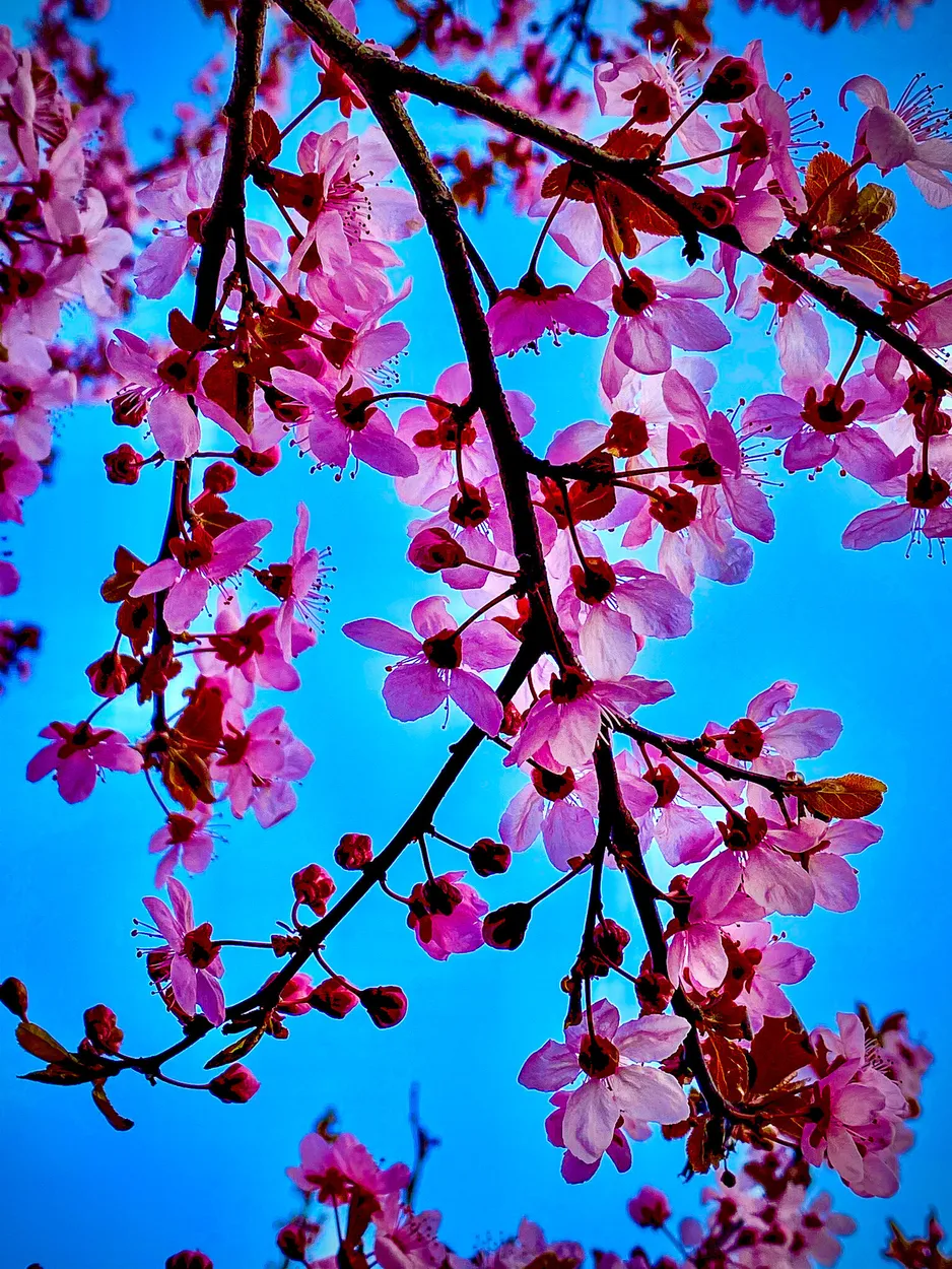 Entry 8795504