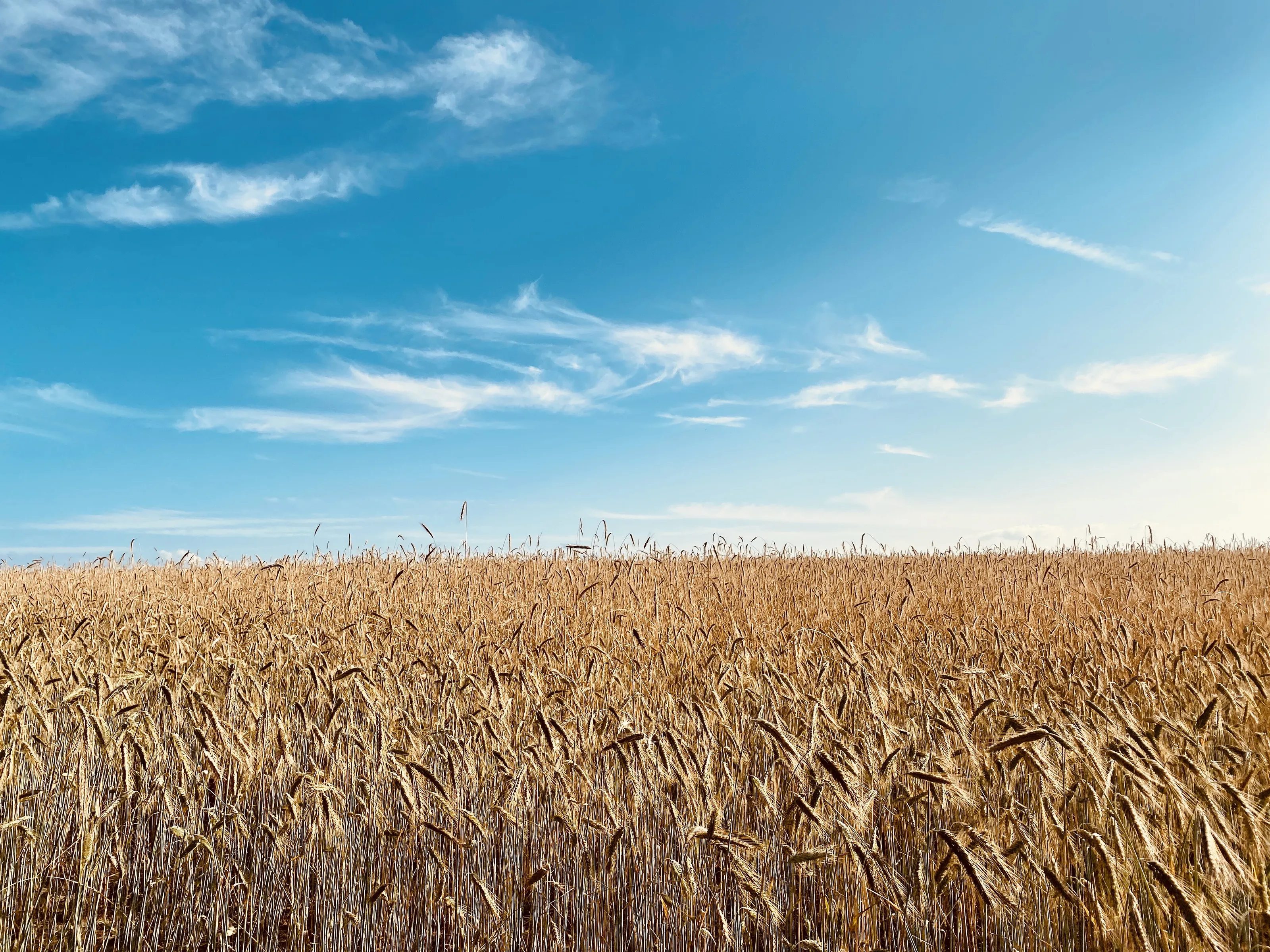 Field of gold
