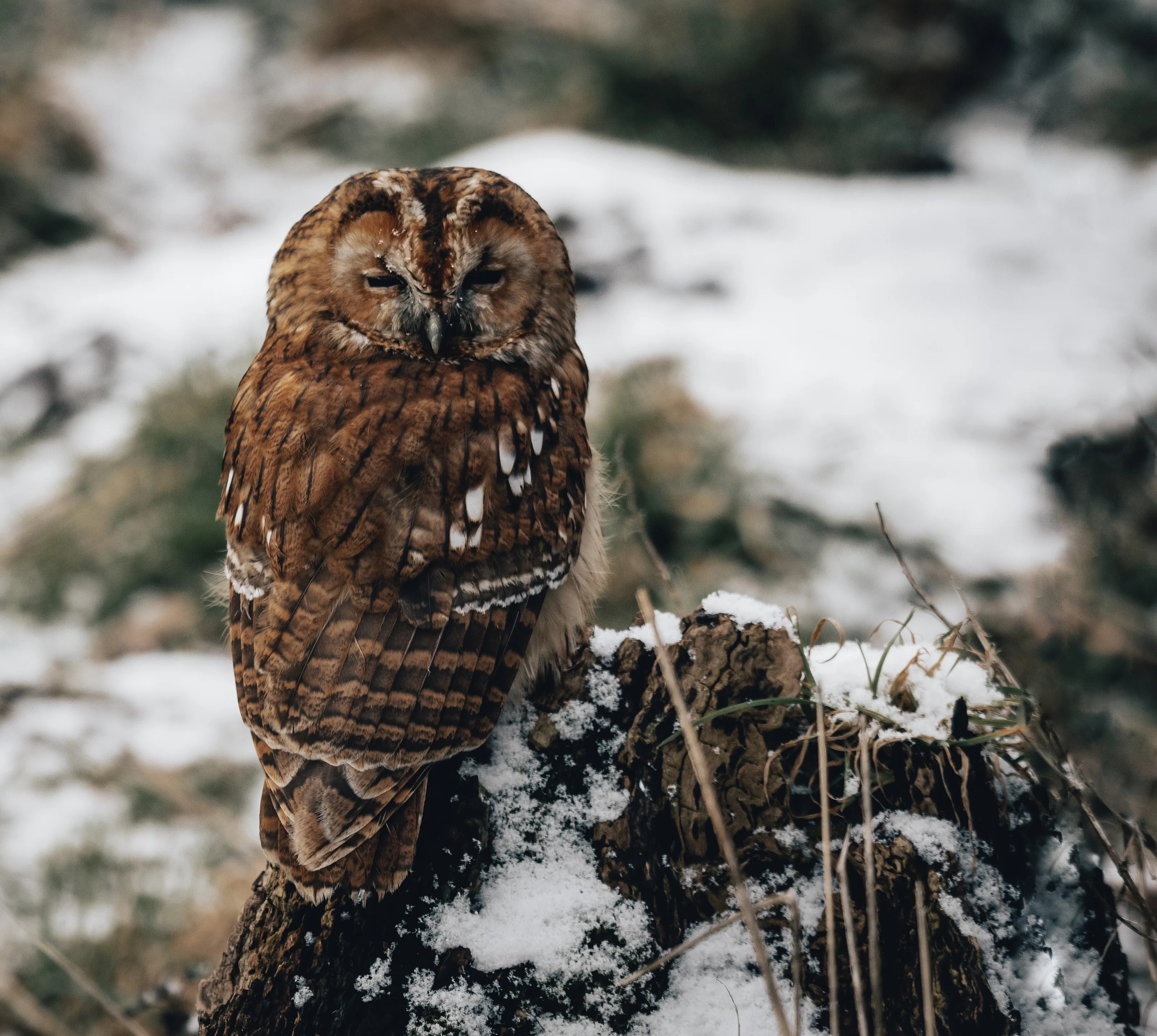 Wise and Watchful