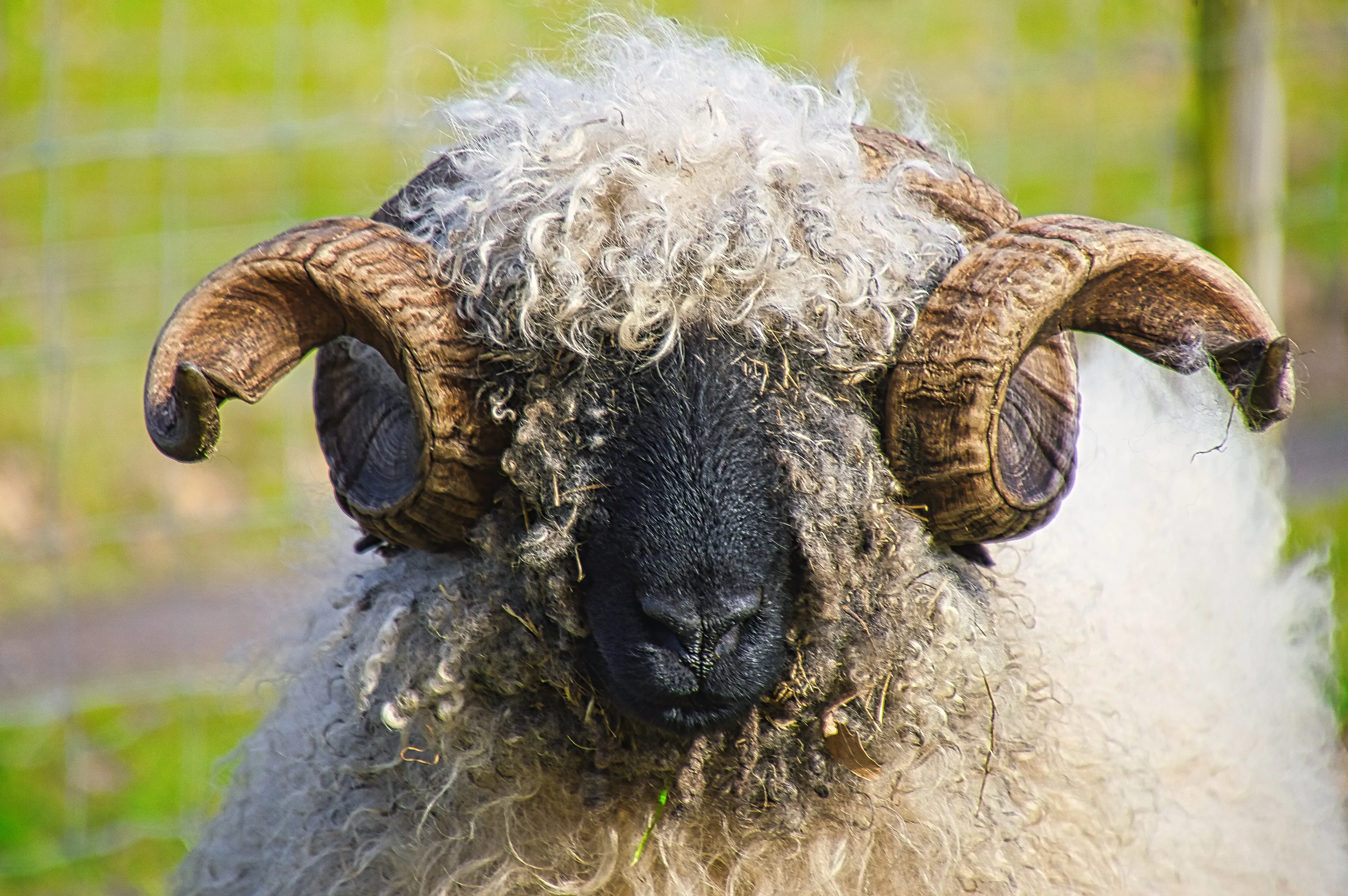 Merino sheep