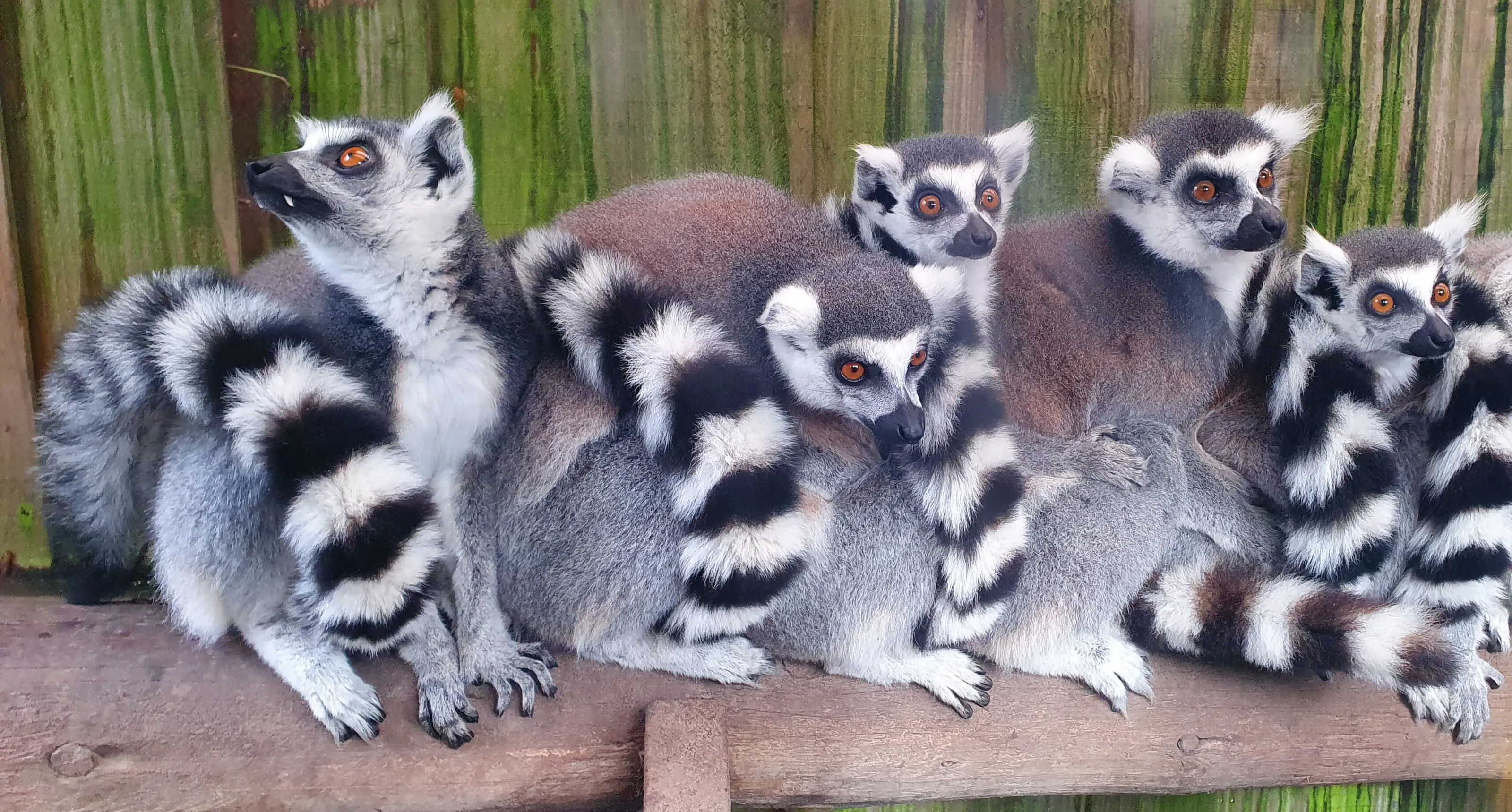 Lemurs can do the conga too