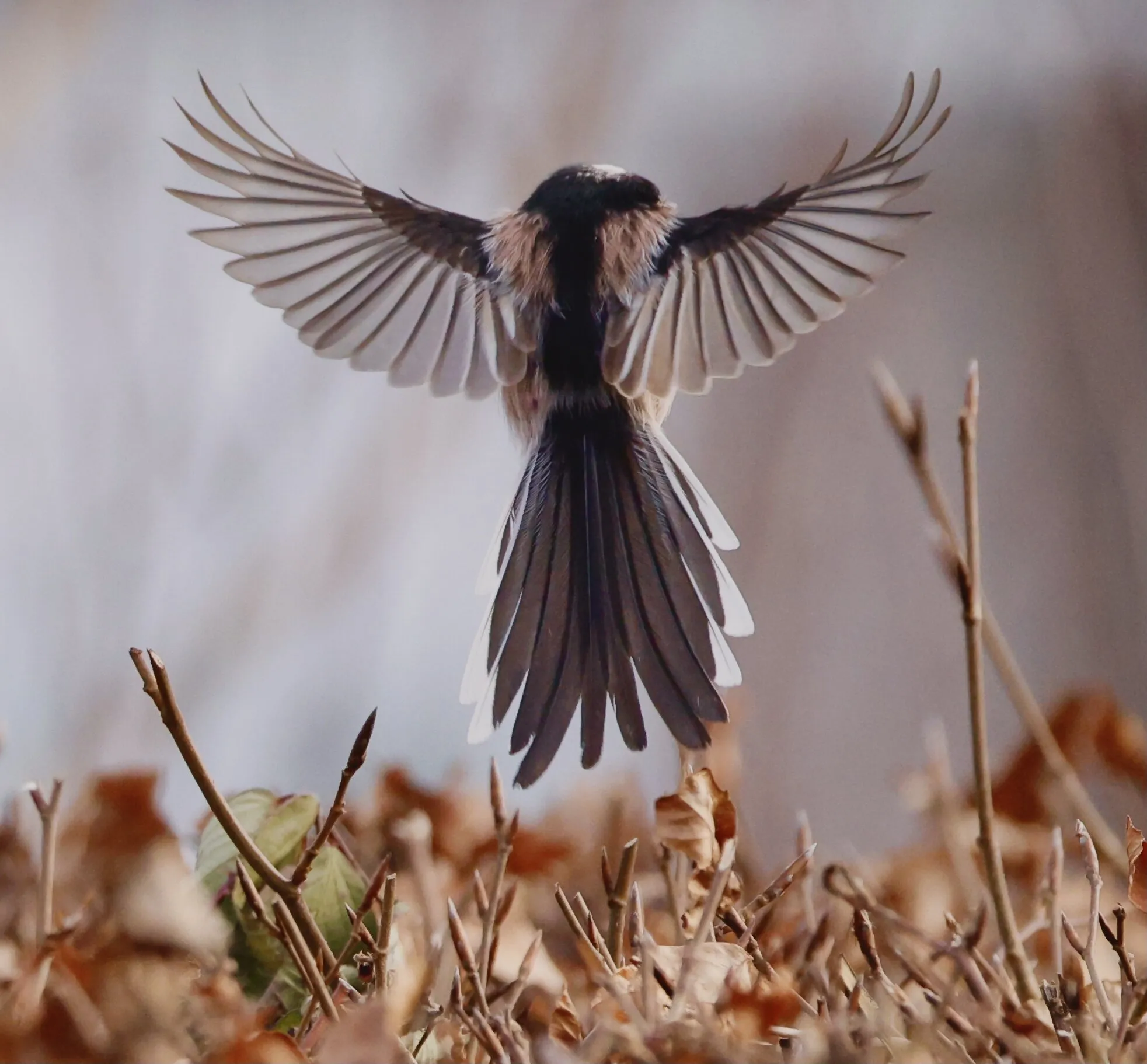 Long Tailed Tit