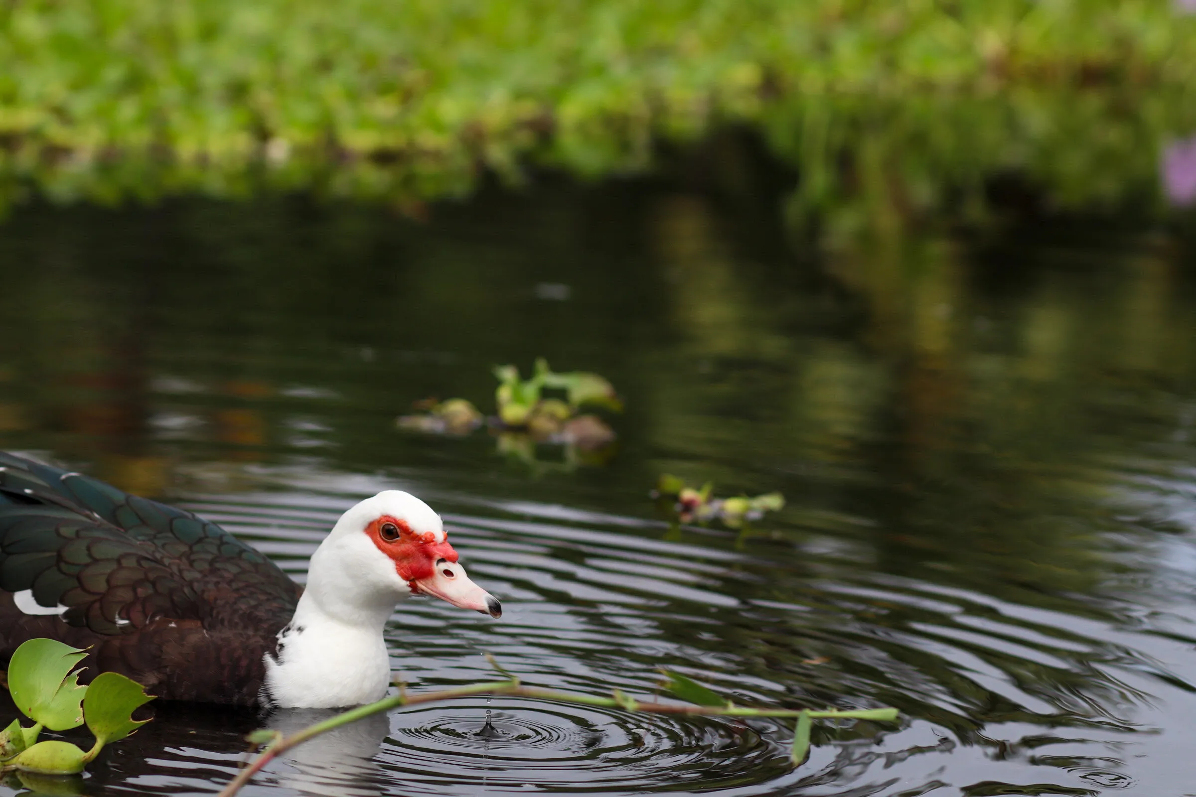 Muscovy Duck