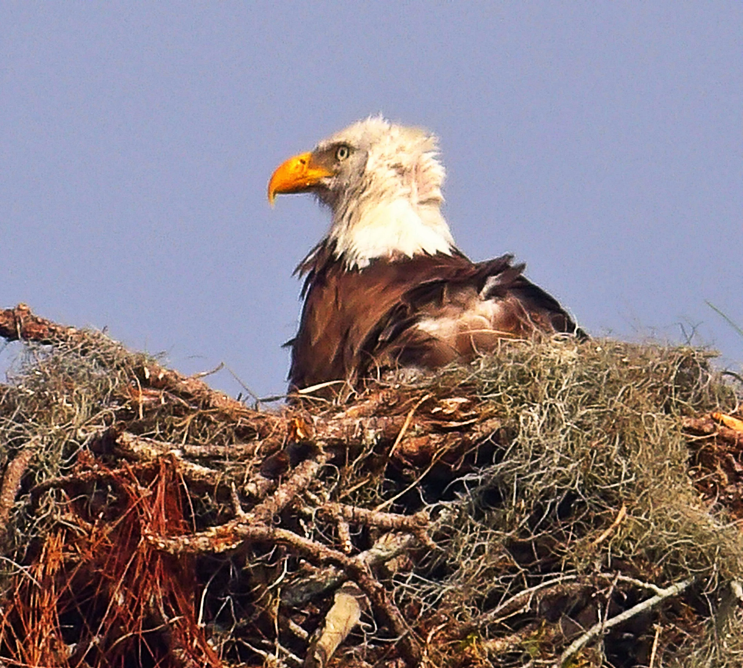 Endangered Eagle