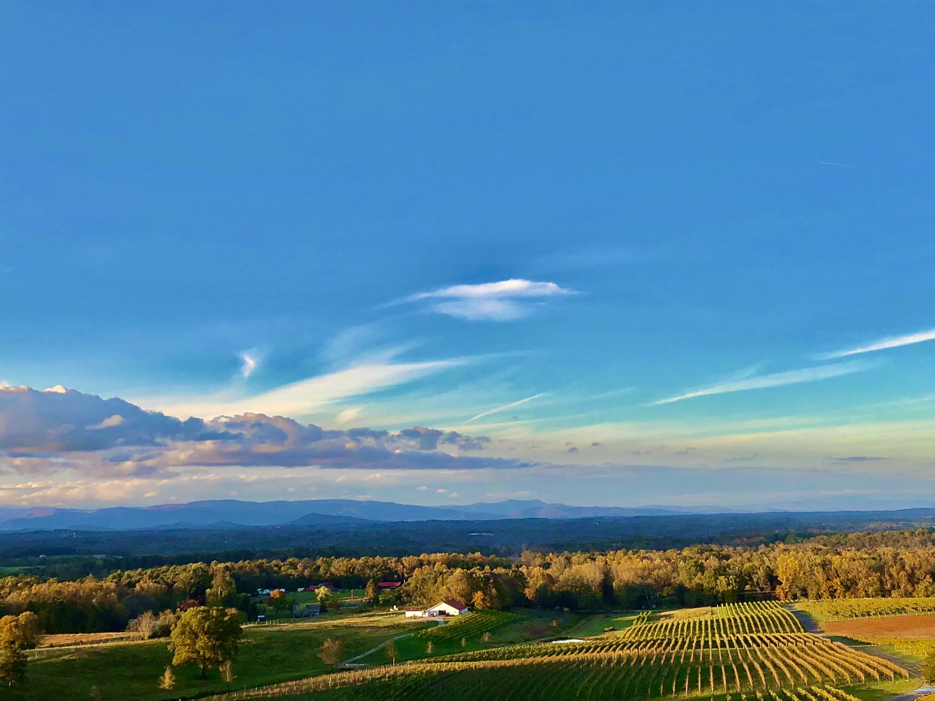 Endless Vineyard