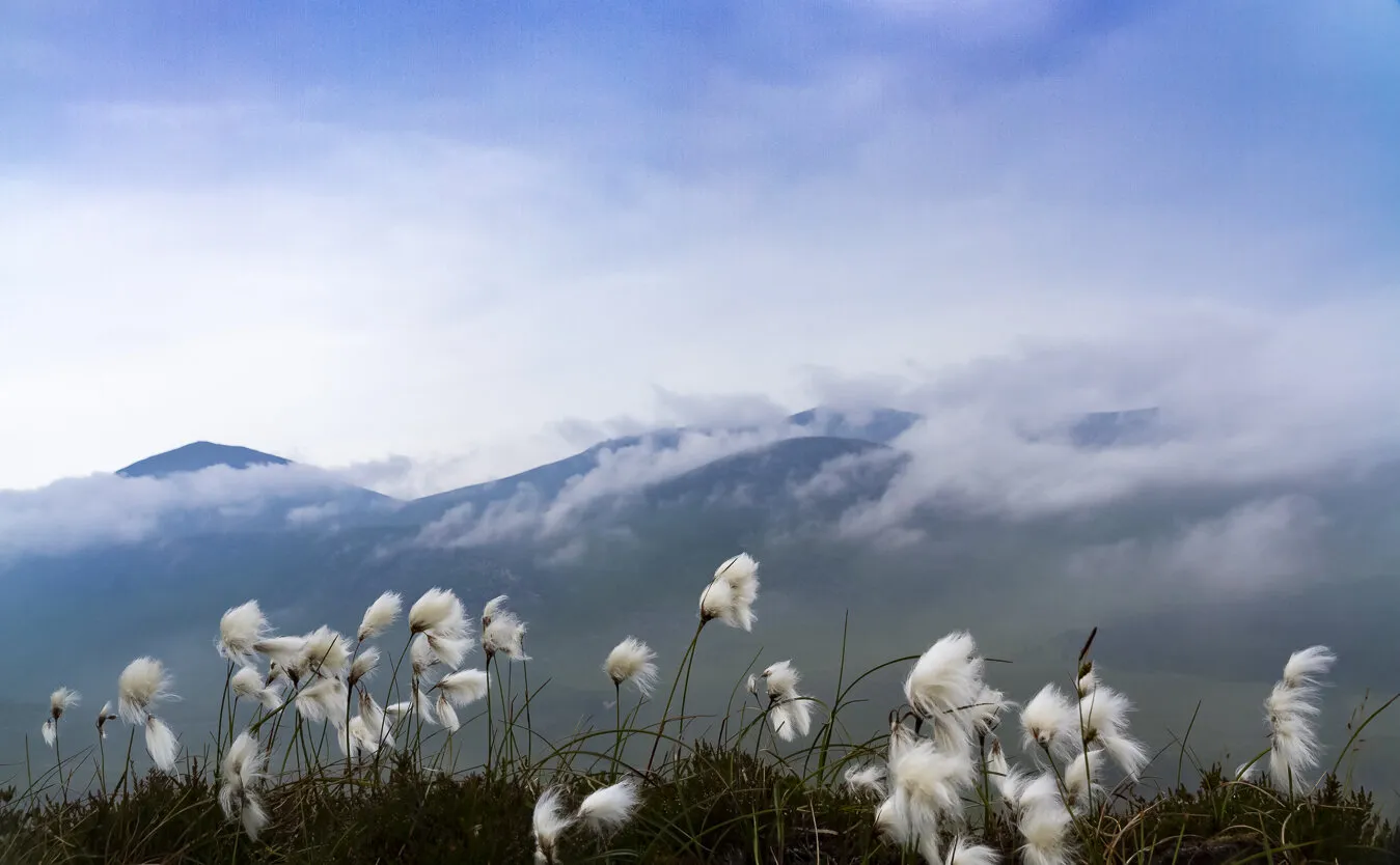 Bog Cotton From Douglas Craig