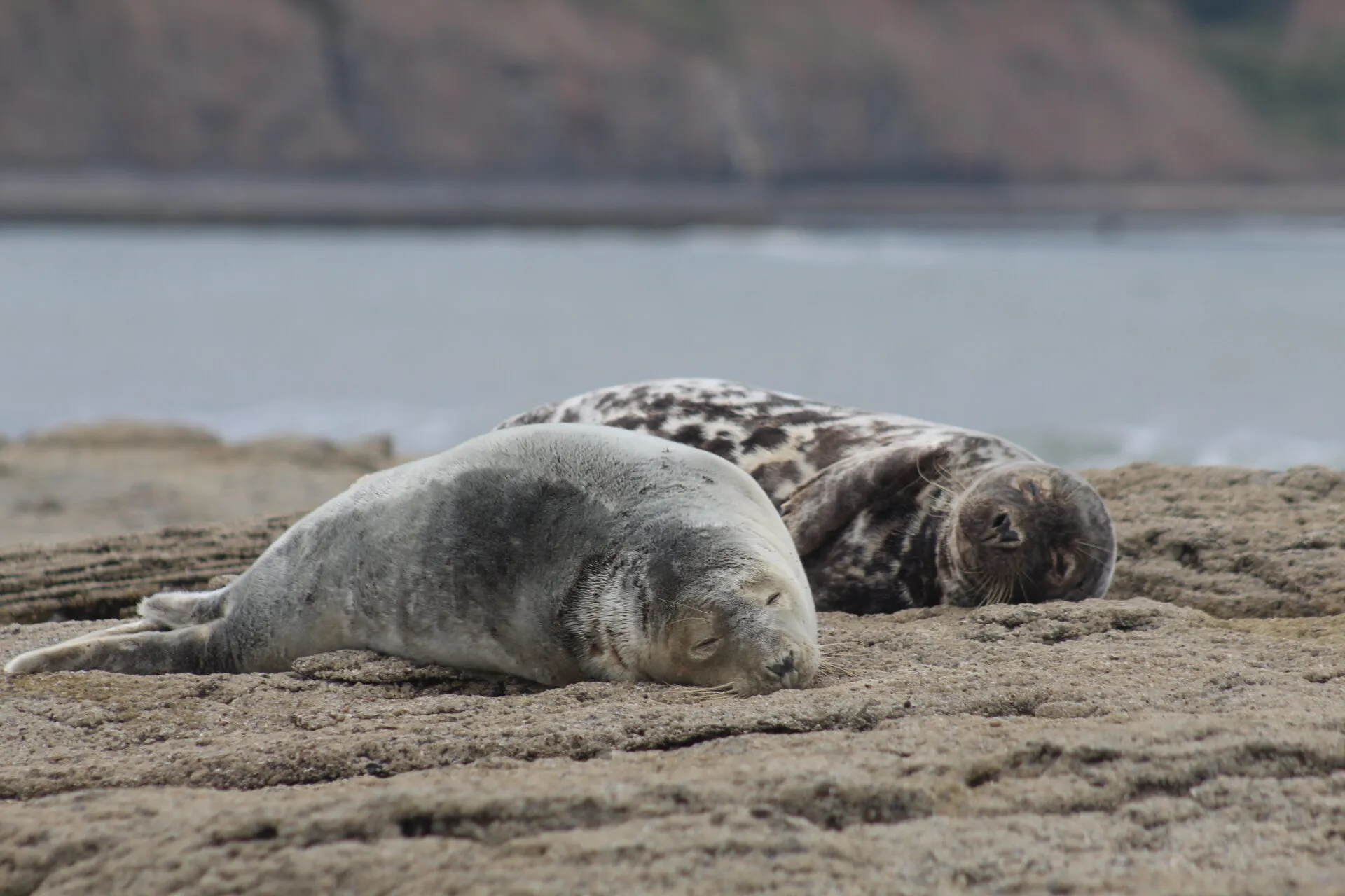 Ravenscar Seals