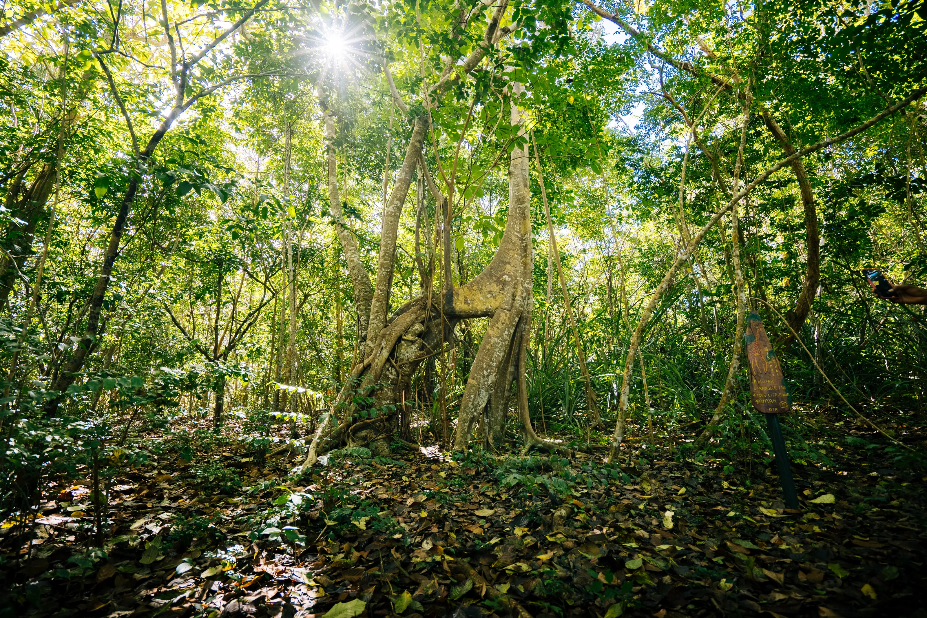 Banyan Tree (Giraffe shape)