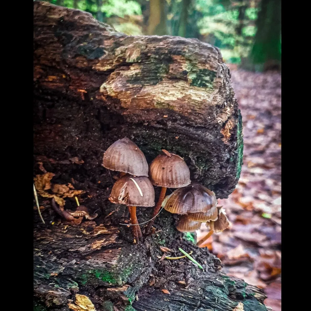 Fungi in the Forest