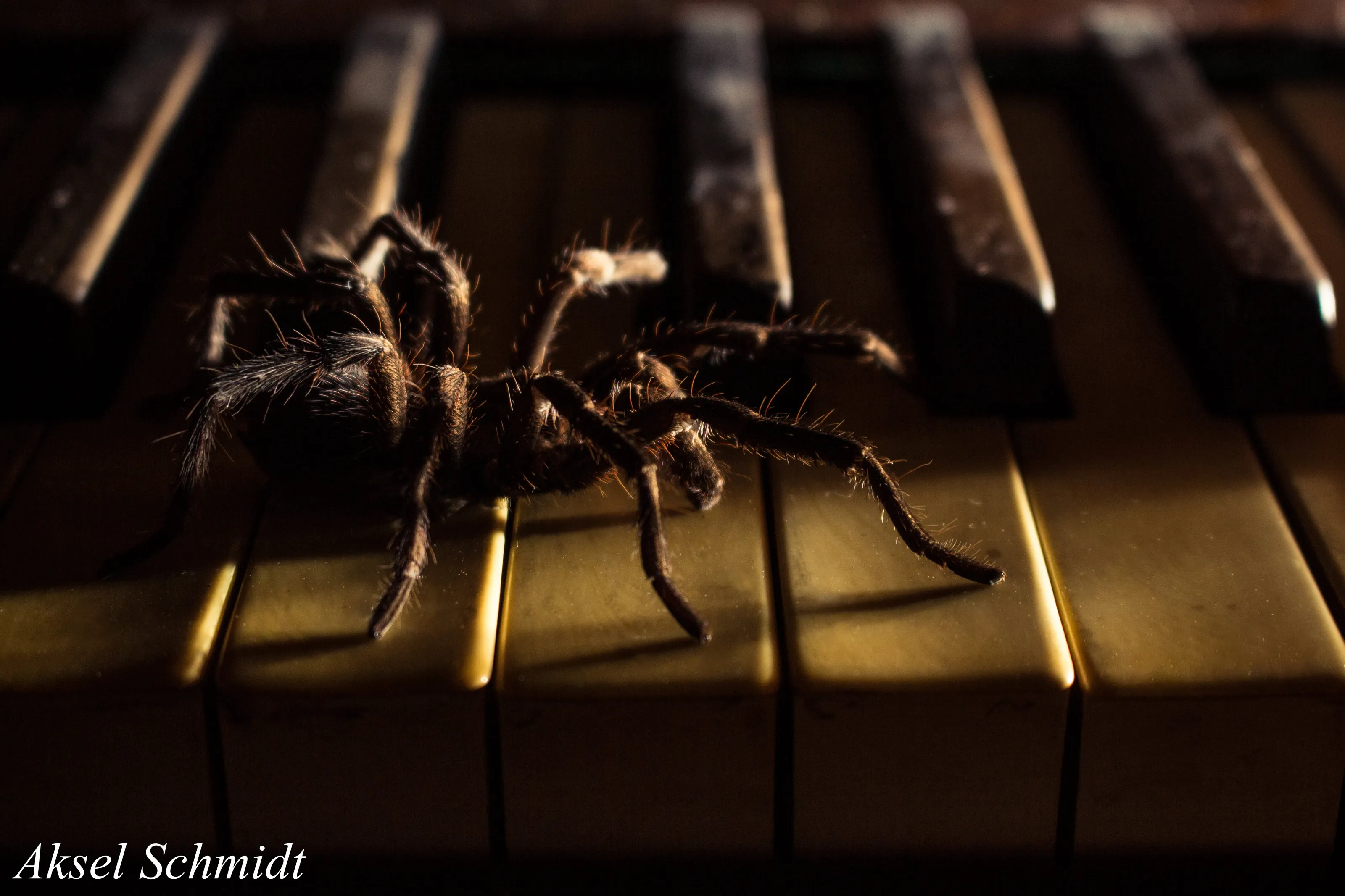 Eight finger piano player.
