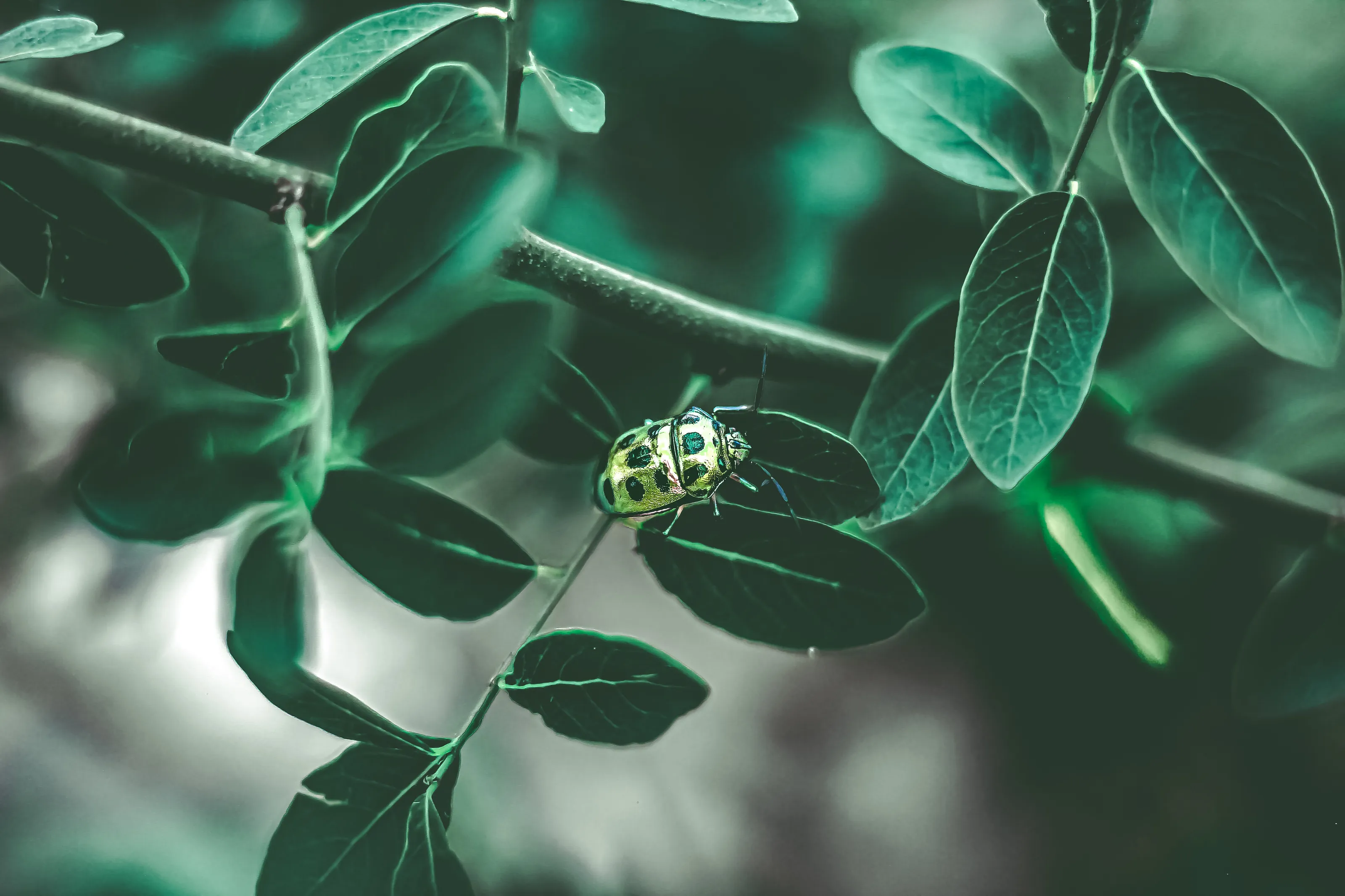 Green Bug