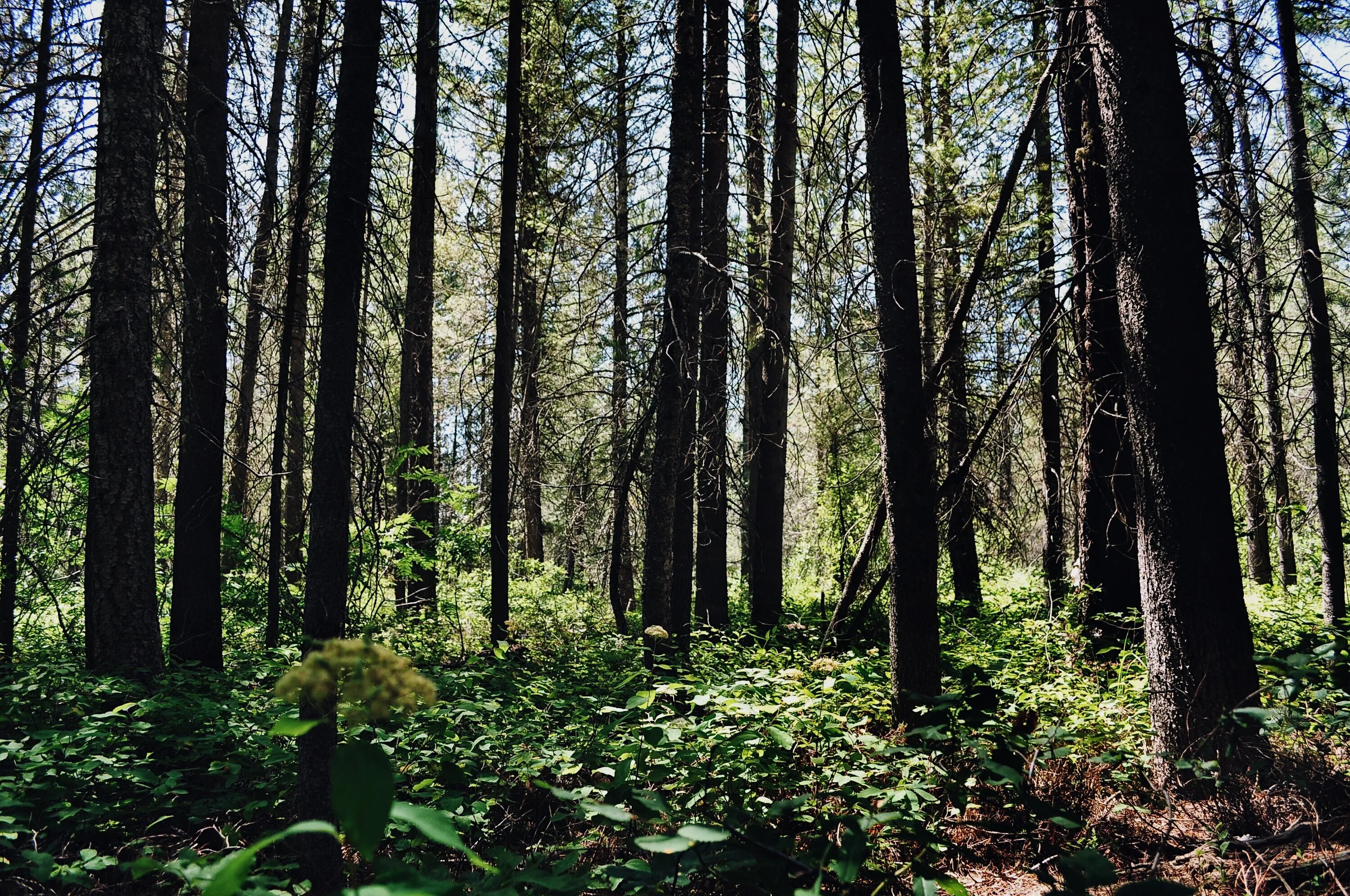 forest