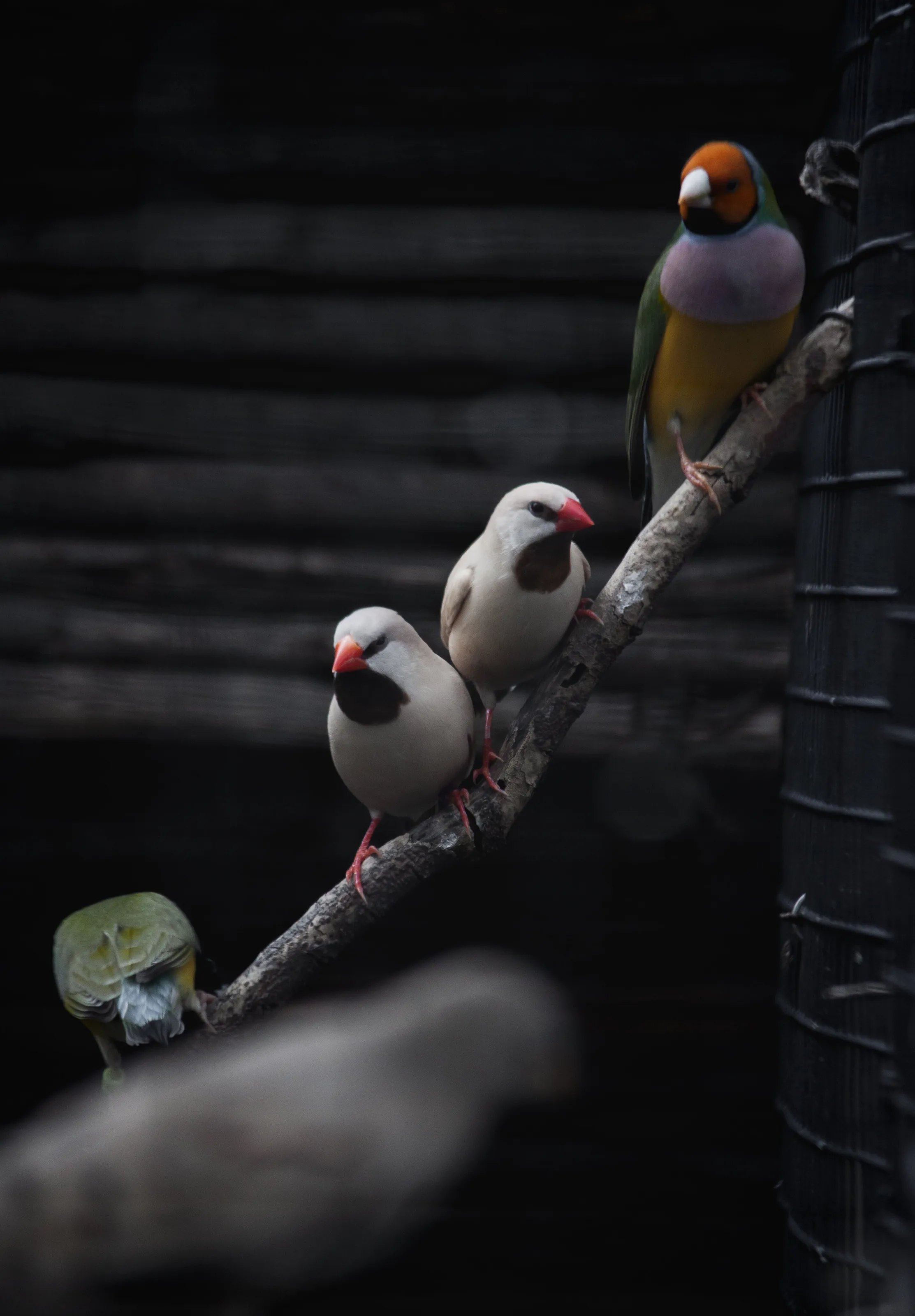 Twin birds