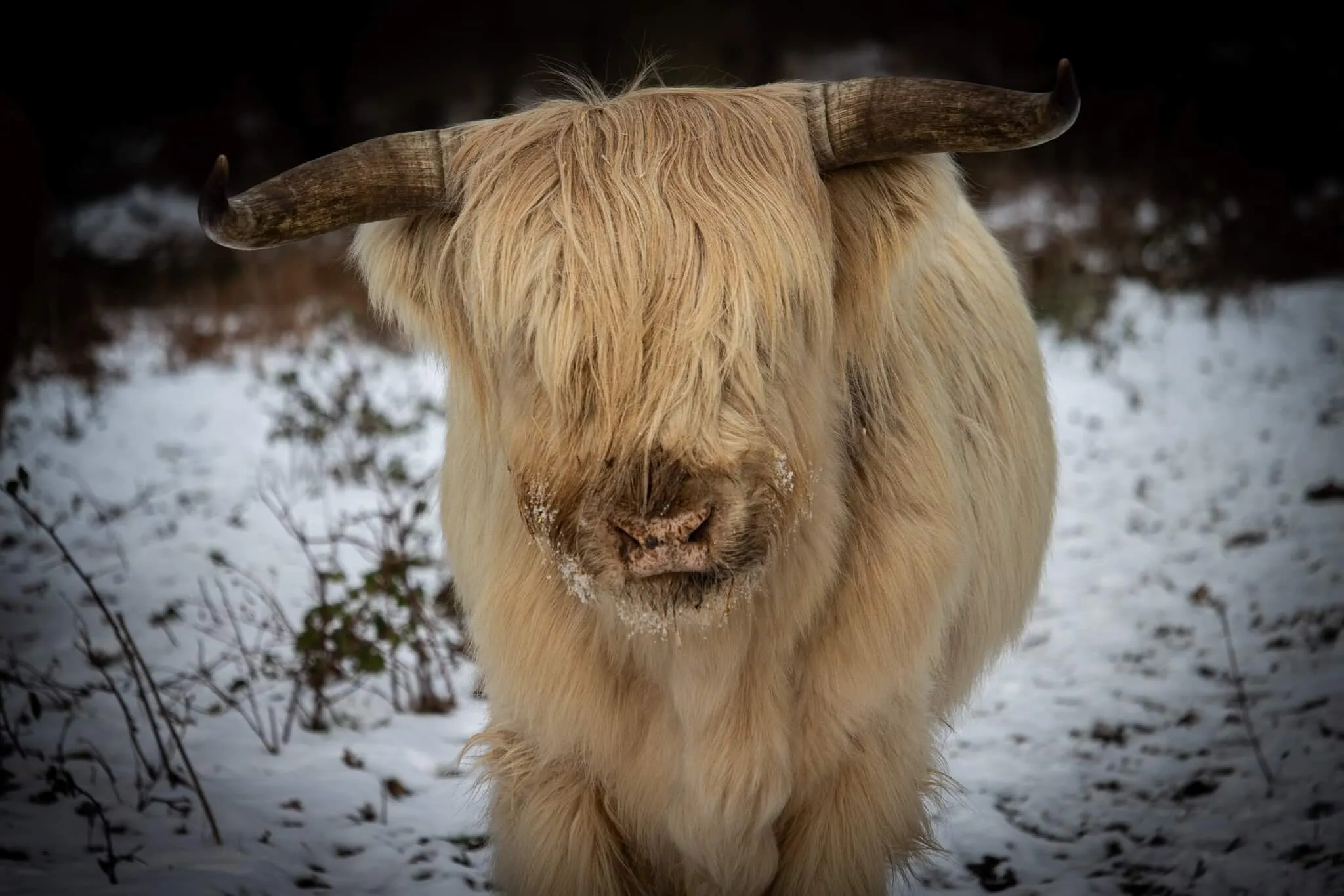 Highland cow in the snow