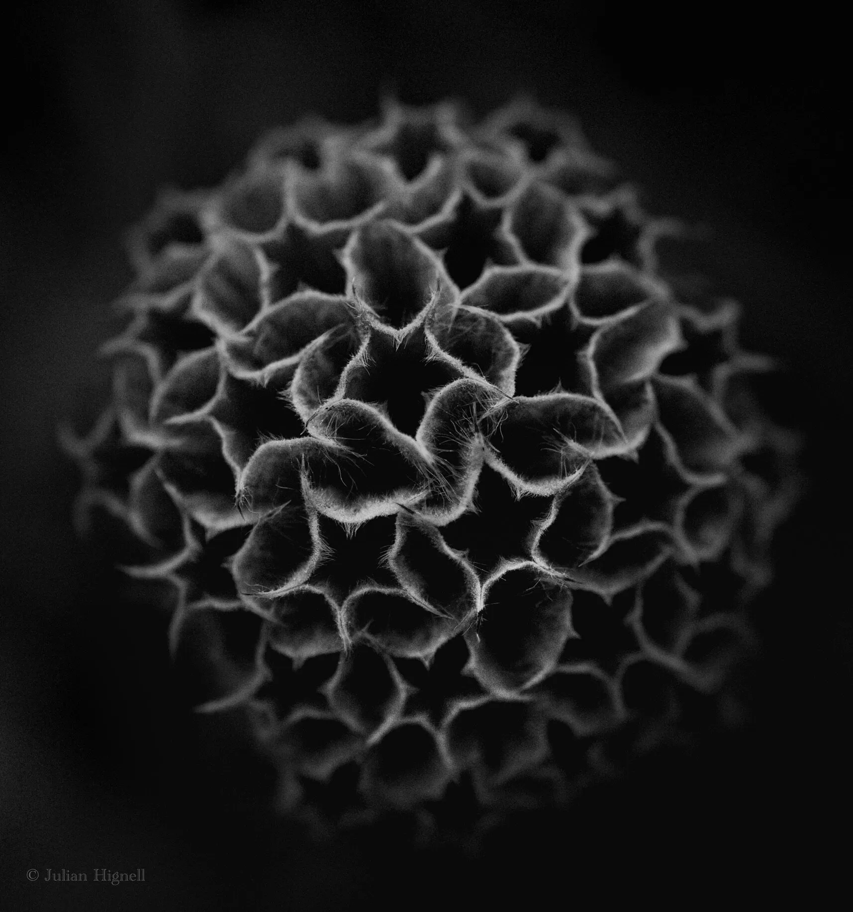 Beauty in Decay