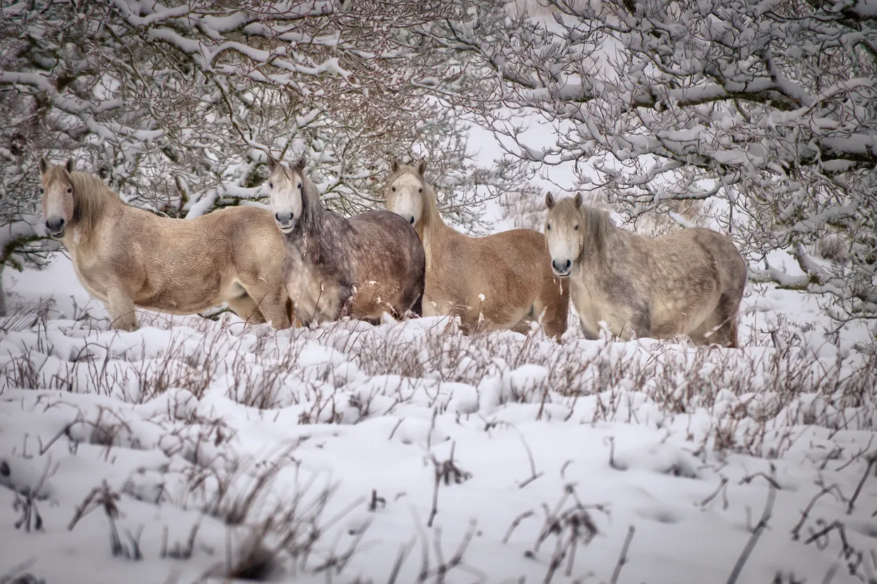 Entry 16430812