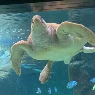 Sea turtle