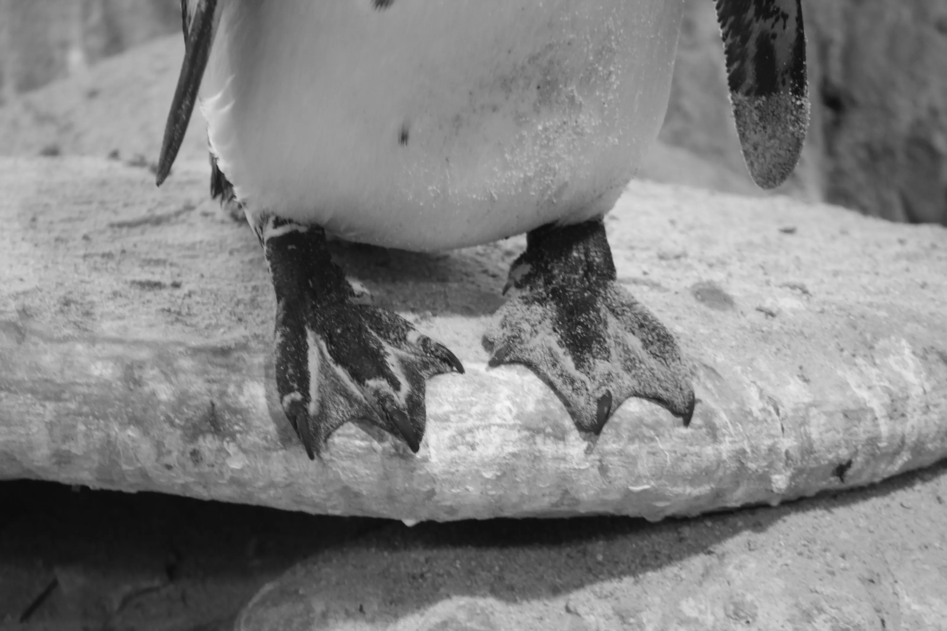 happy feet