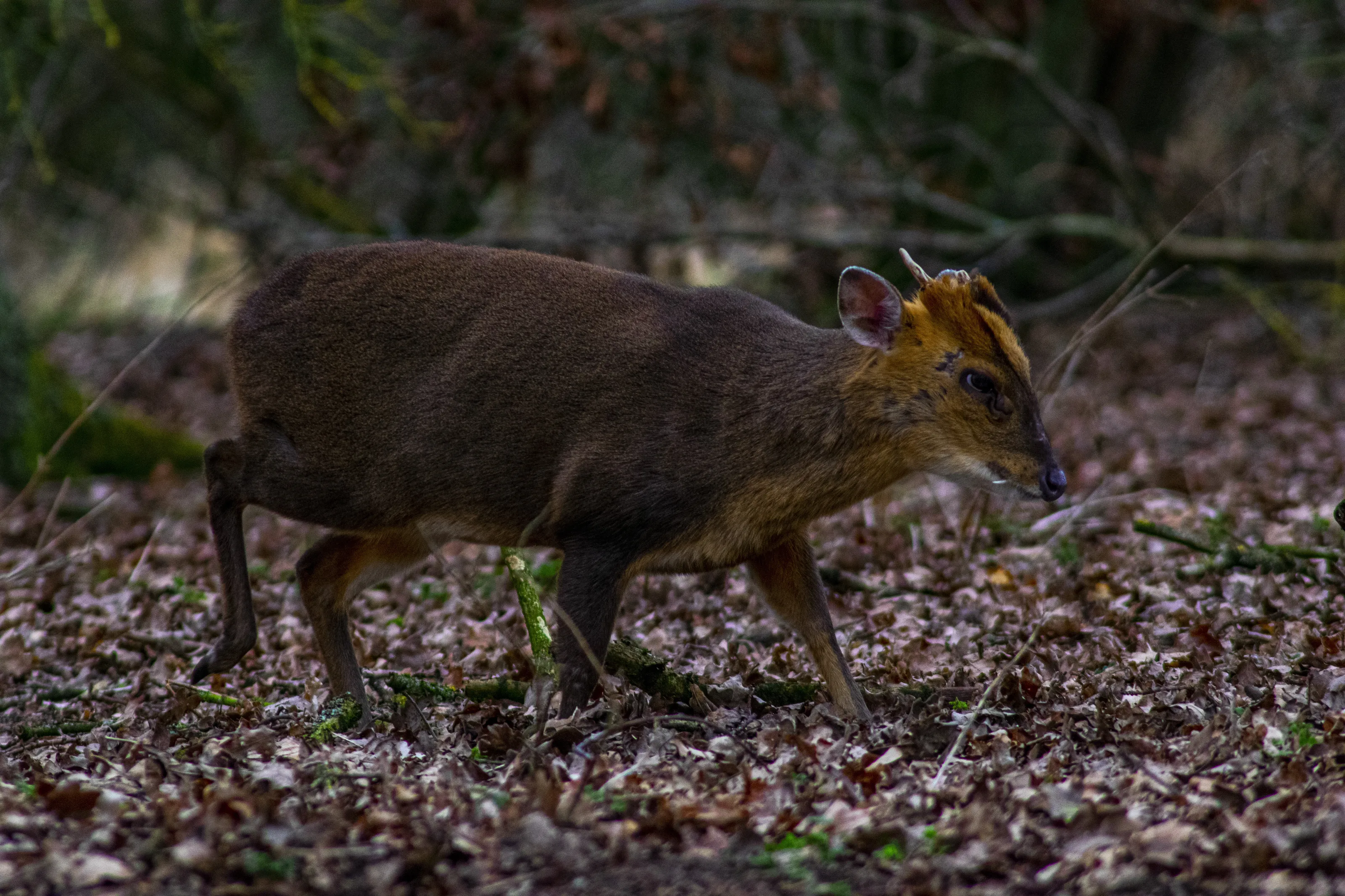 Norfolk Muntjac Deer