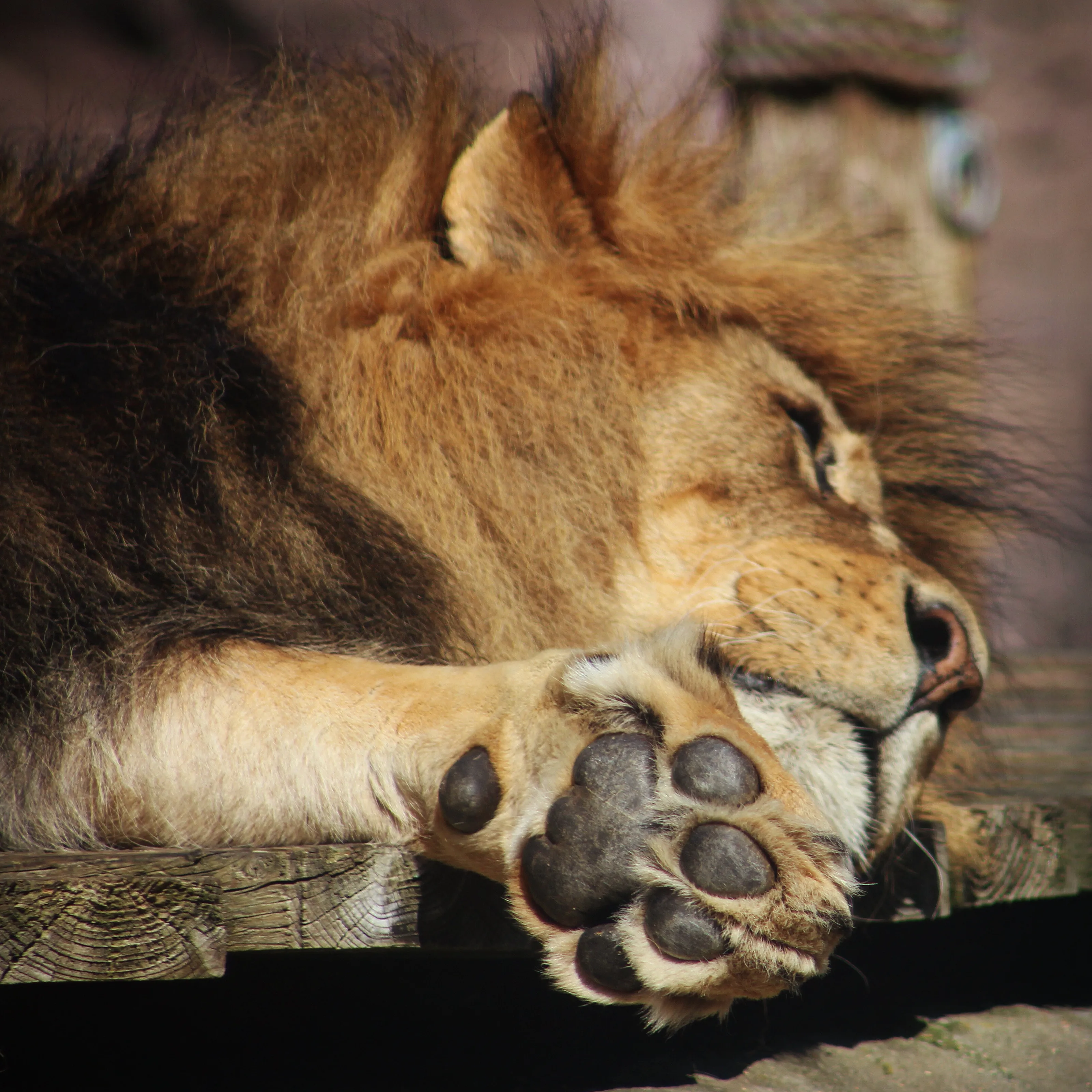 Sleeping Lion