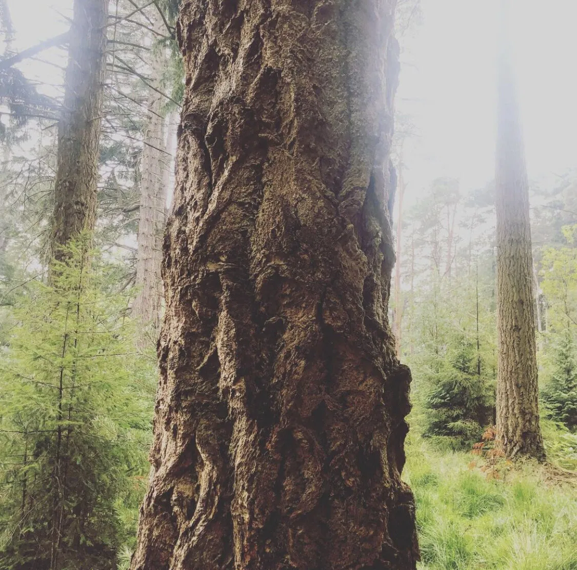 Tree power