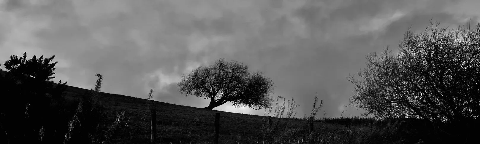 Lone Tree