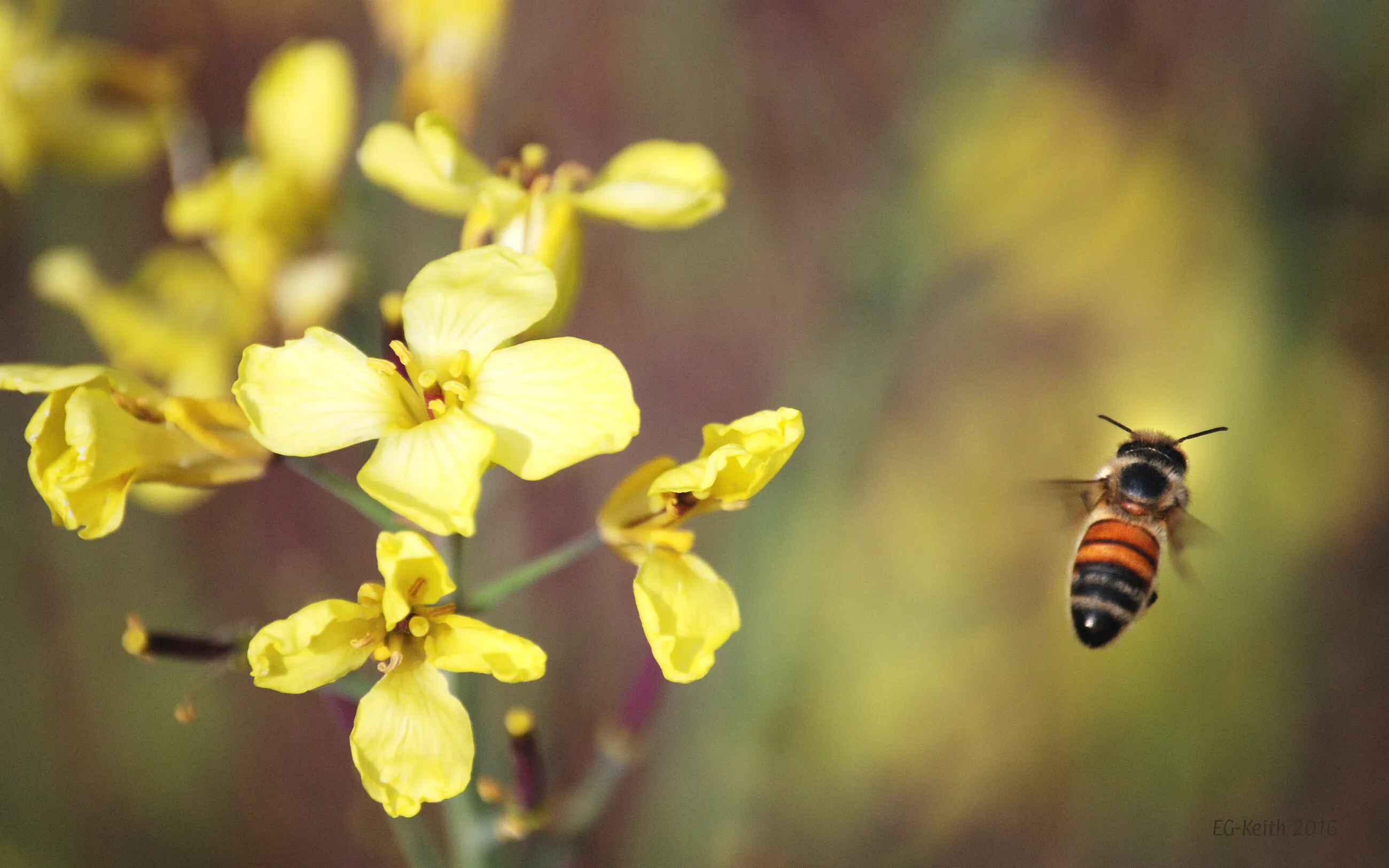 Flying Honey Bee
