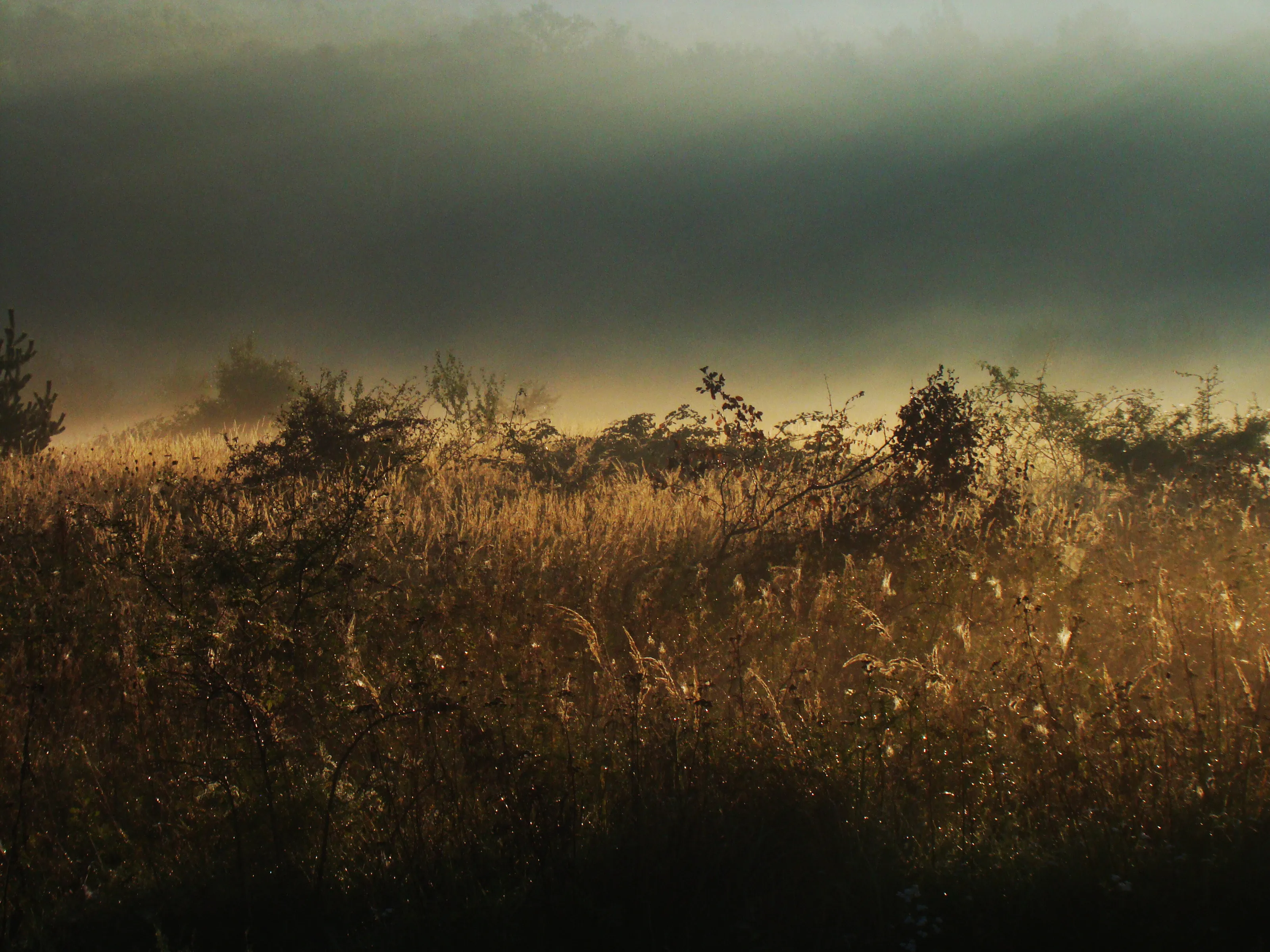 Art Field