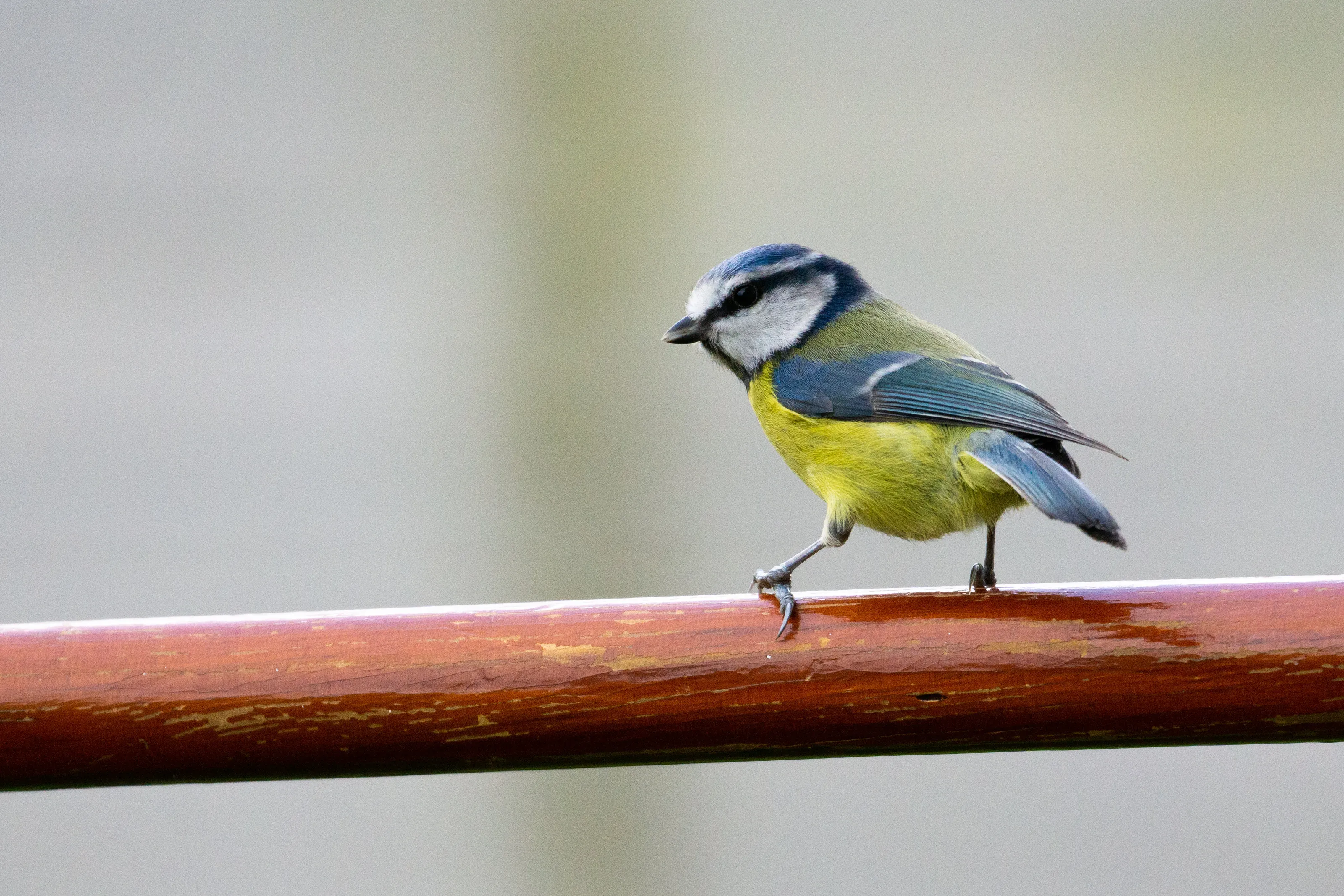 Blue tit