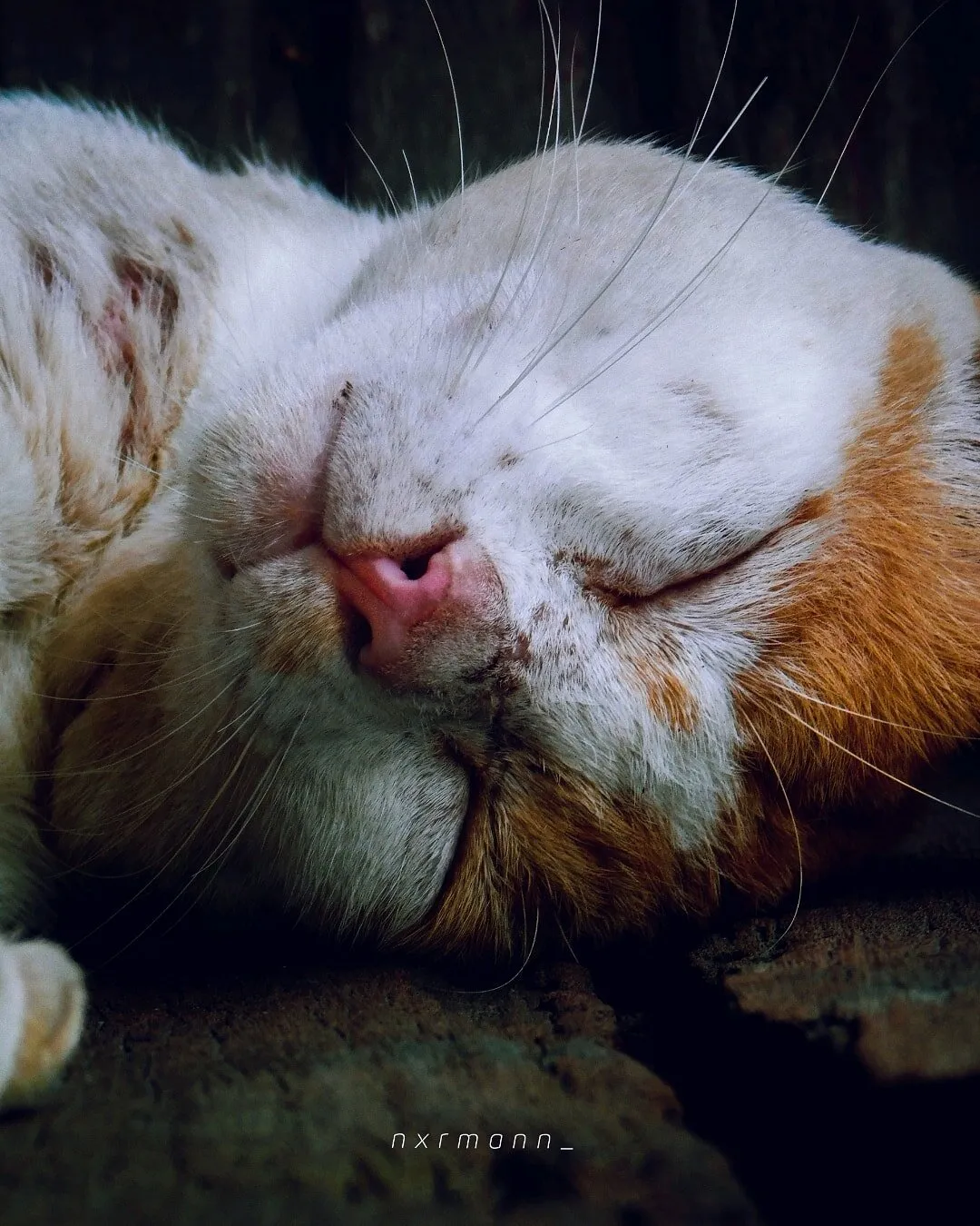 Street Orange Cat