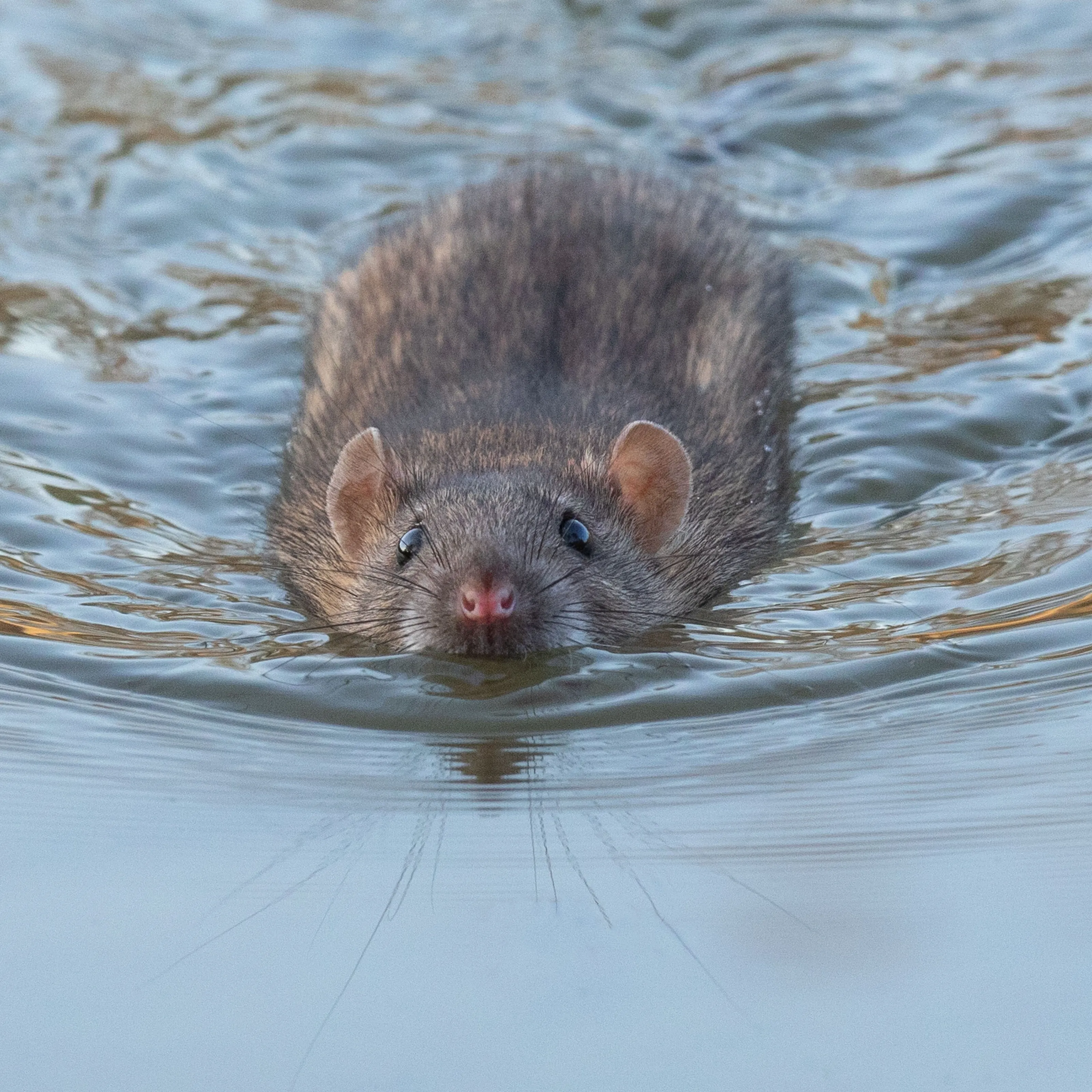 Rat in a river