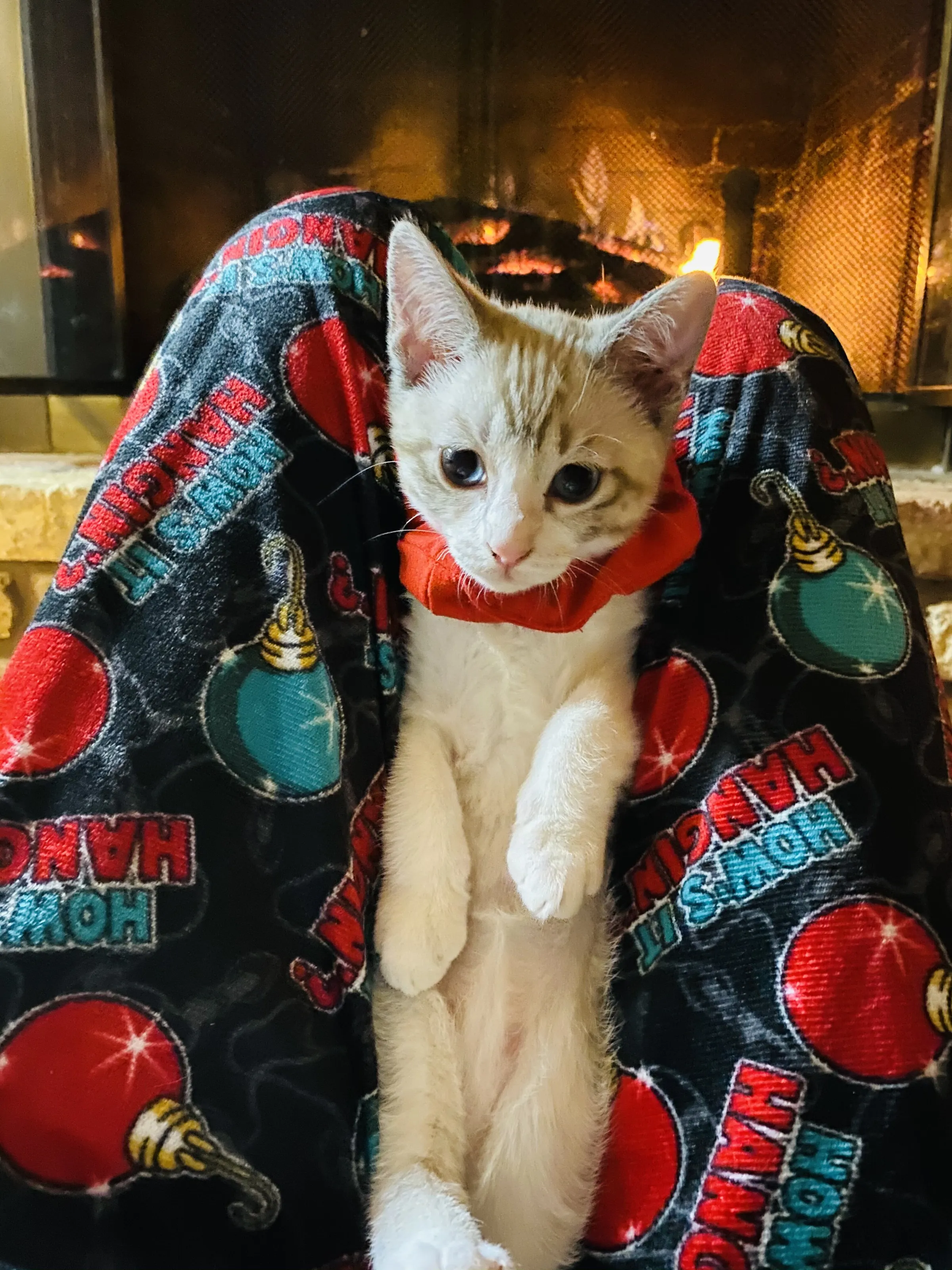 Sweet Momo