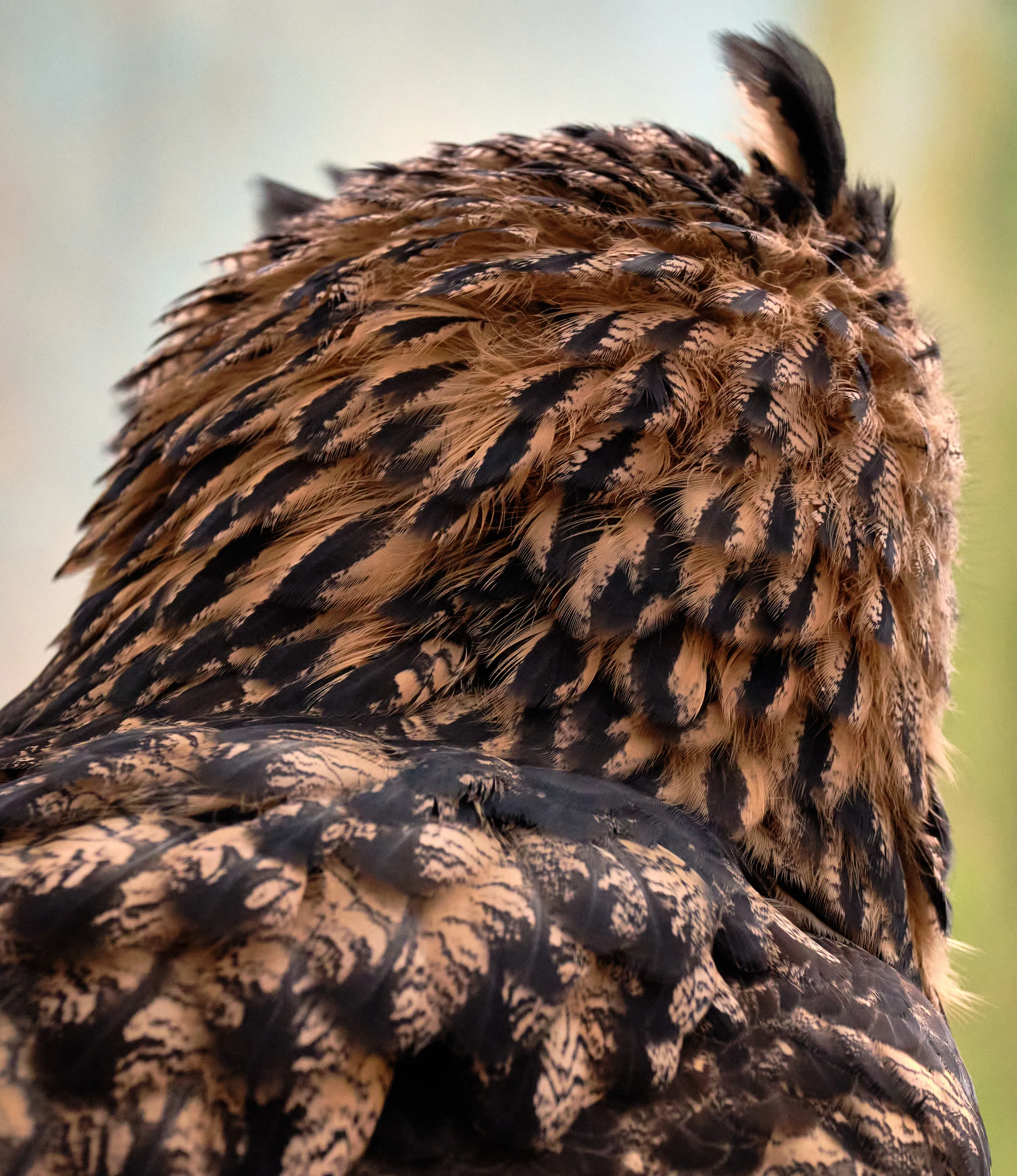 Eagle Owl, 2018