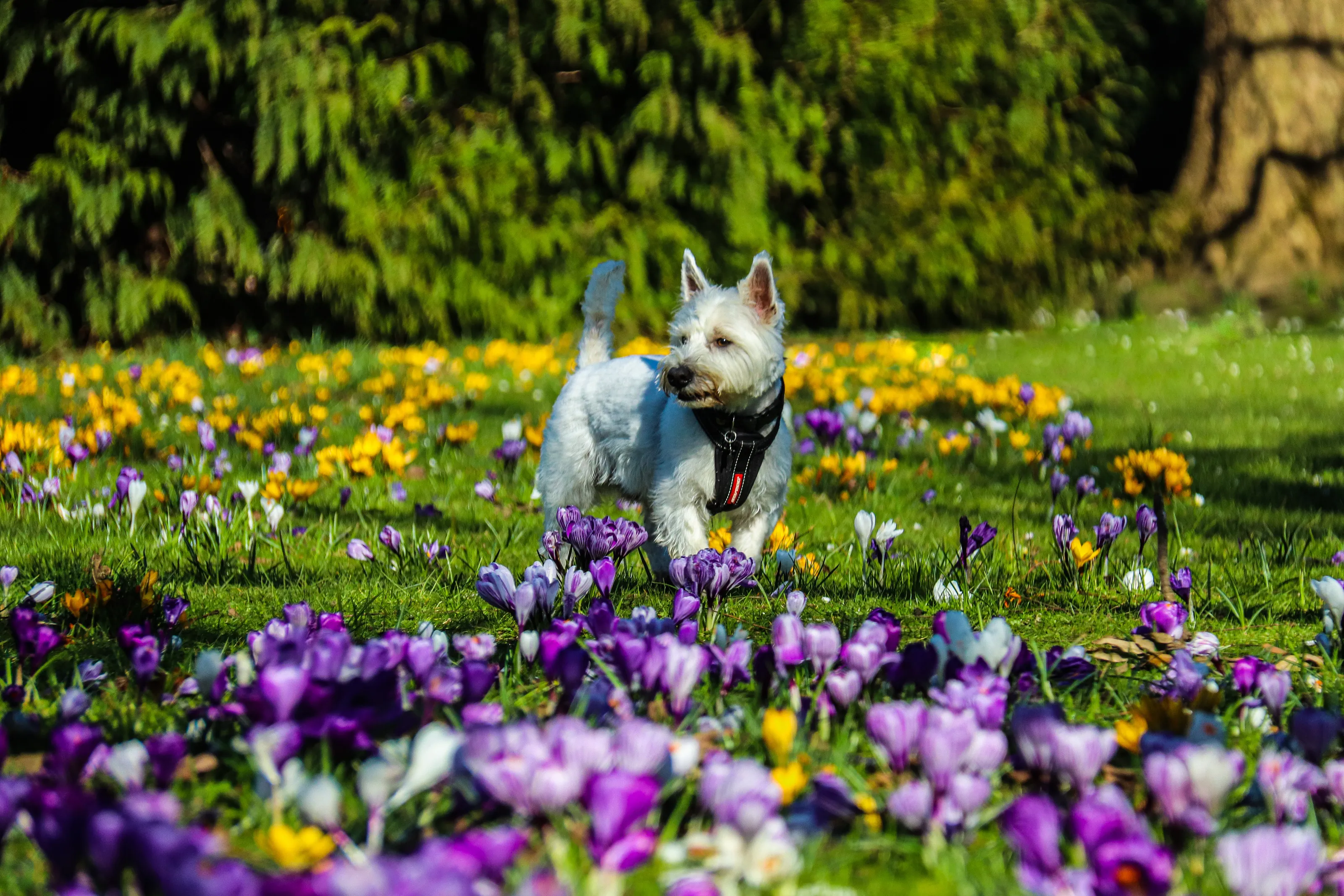 Garden in Bloom