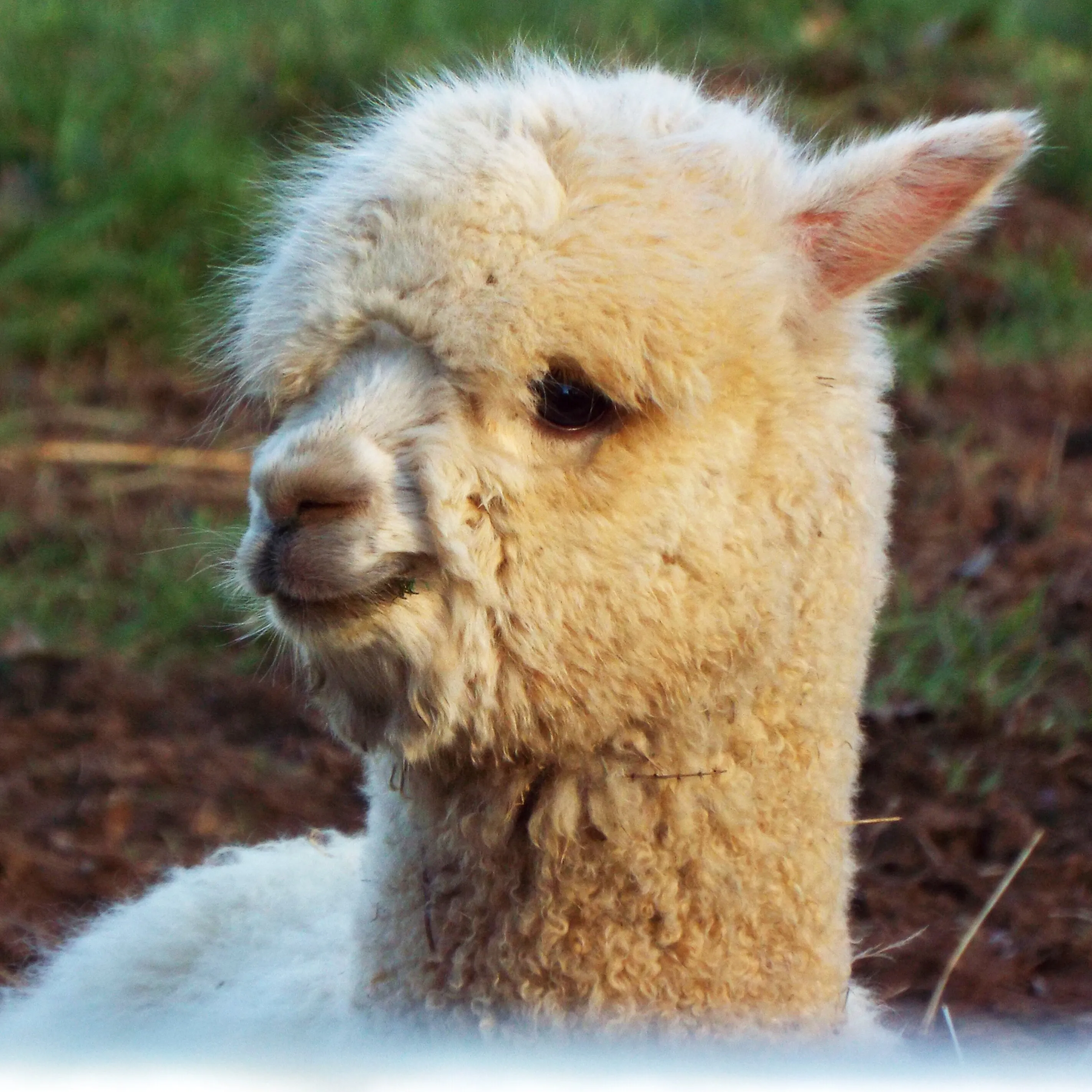Baby Alpaca