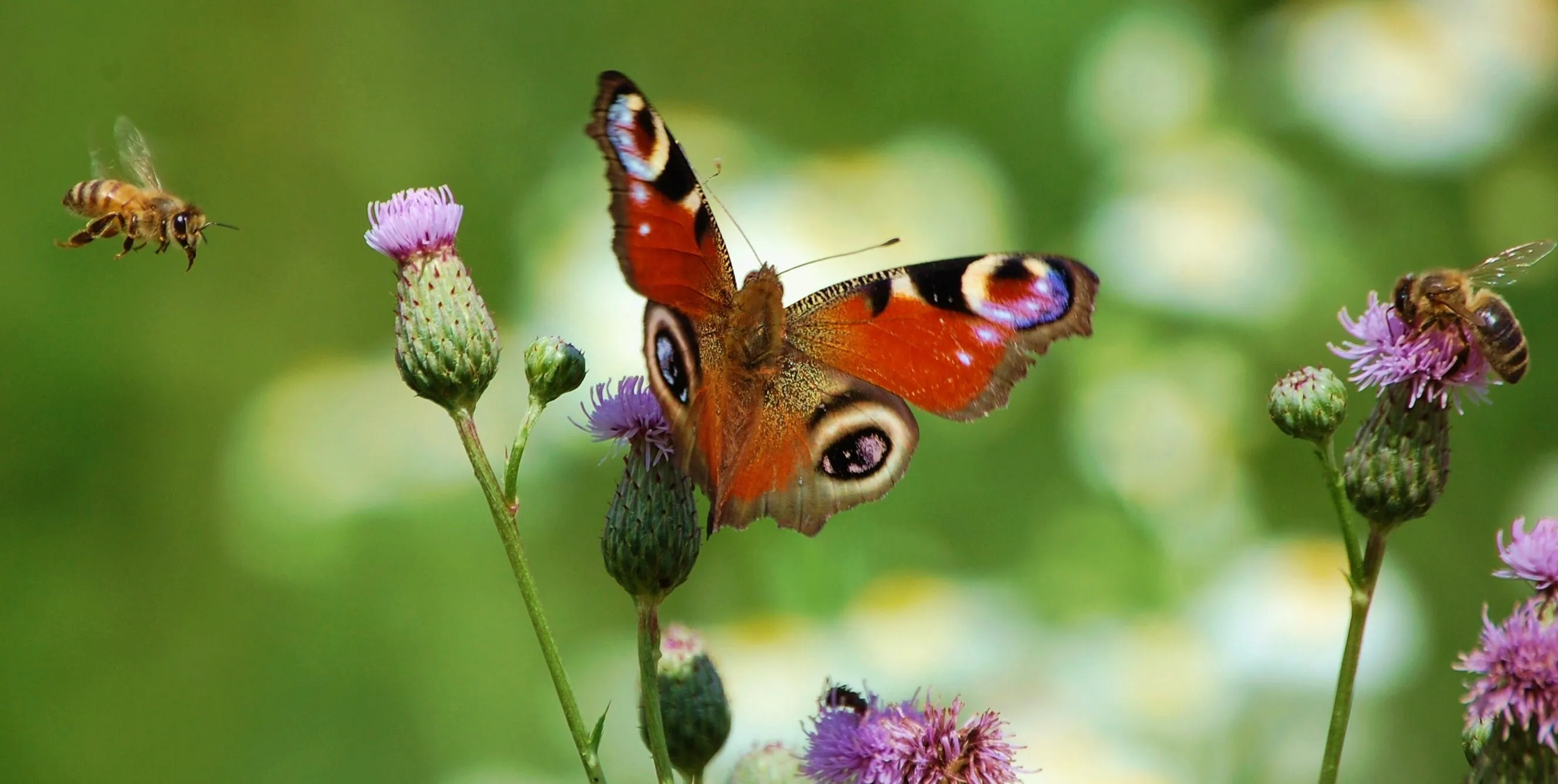 2 Abeilles +1 Papillon