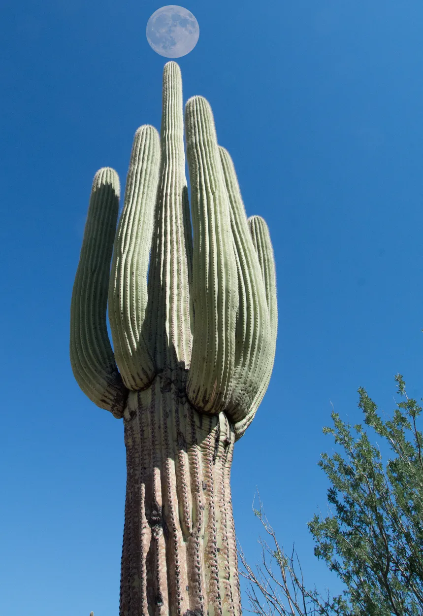 Entry 9906870