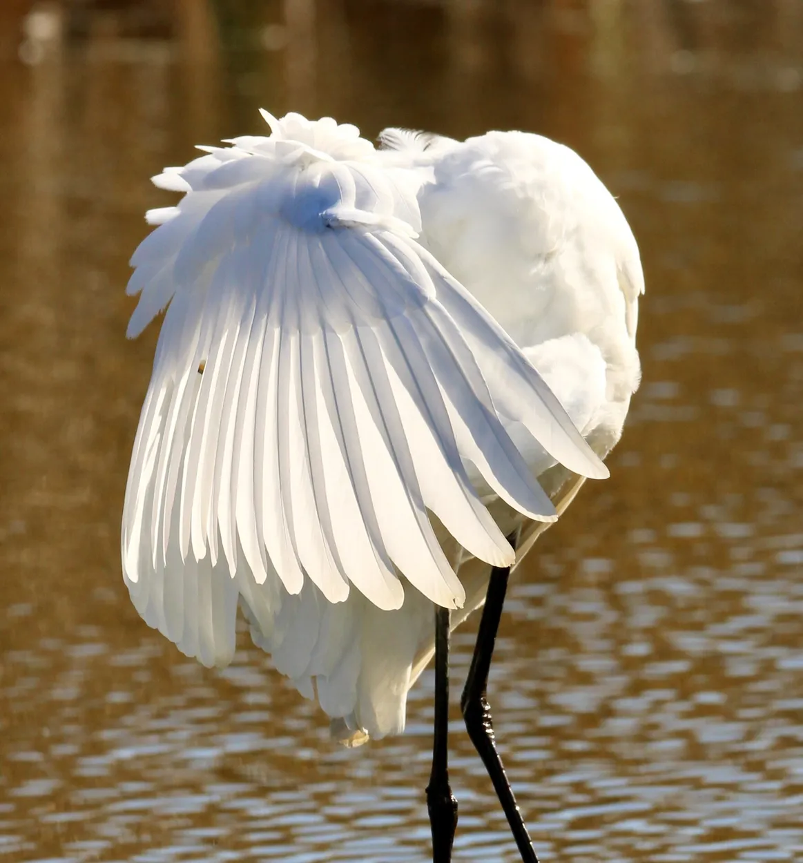 Entry 8883835