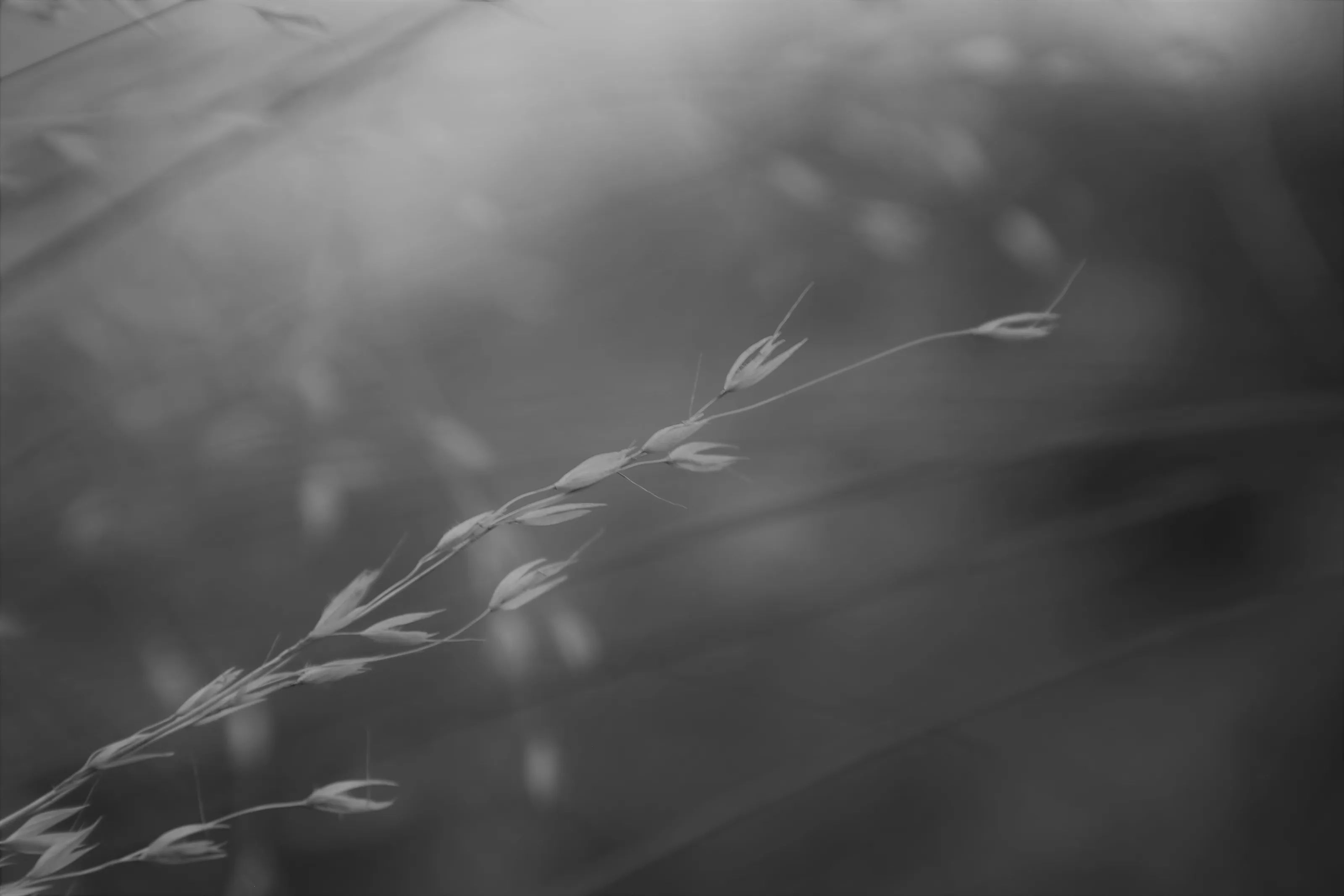 Plants in the Garden